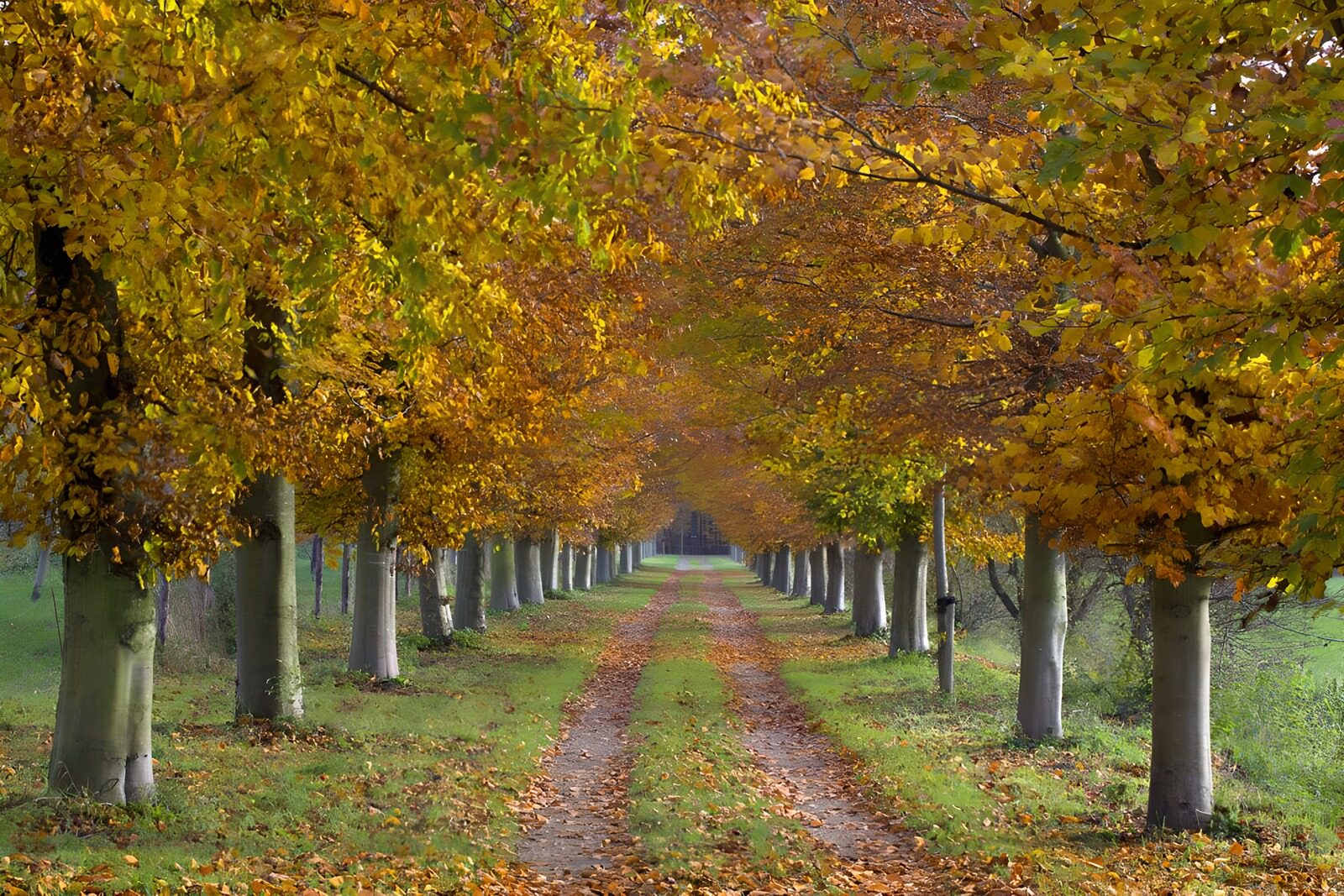TPES12270: Camino rural entre árboles de otoño