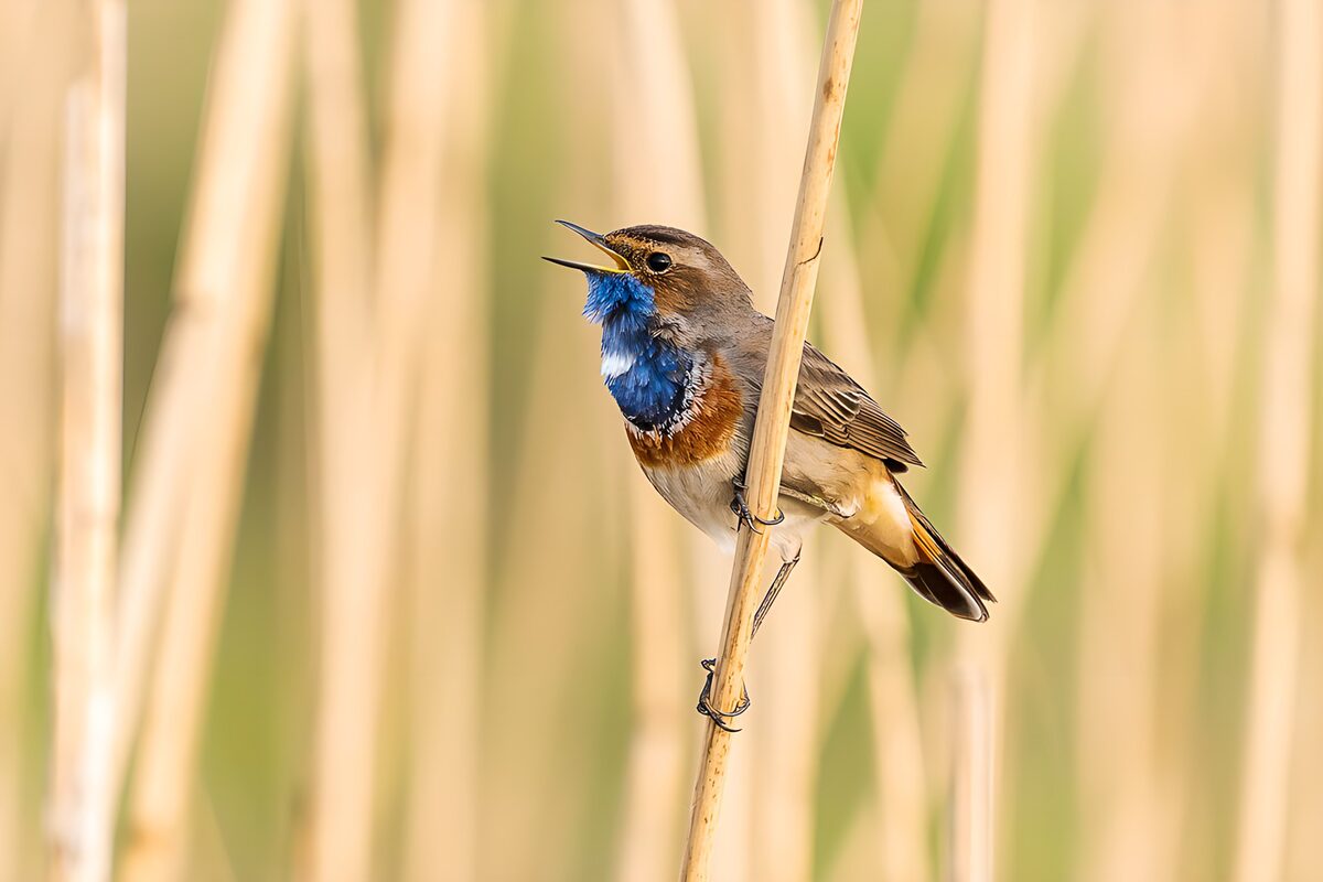 Pechiazul cantando en un carrizo dorado