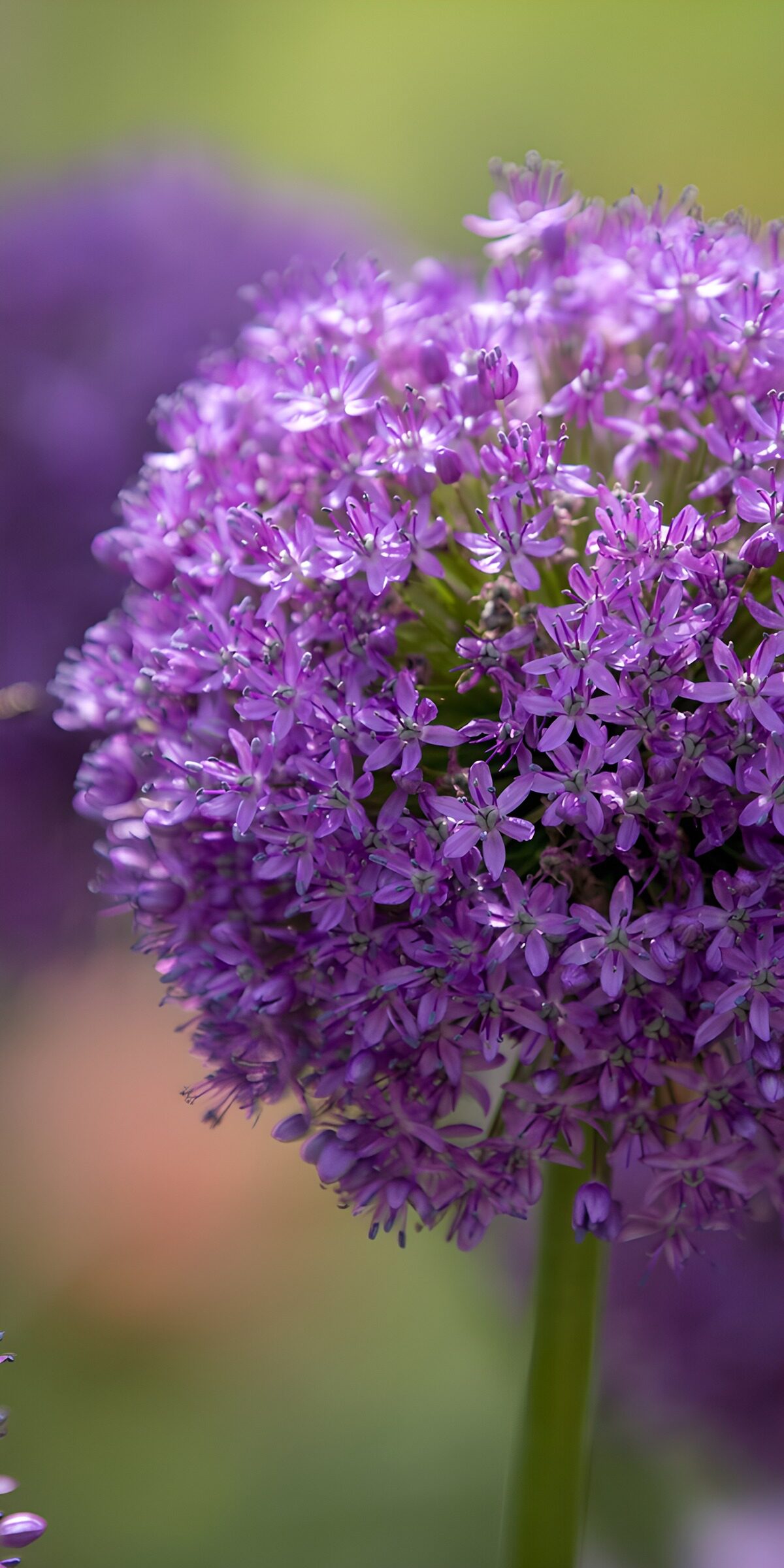 TPES67318: Allium morado en primer plano, luz suave