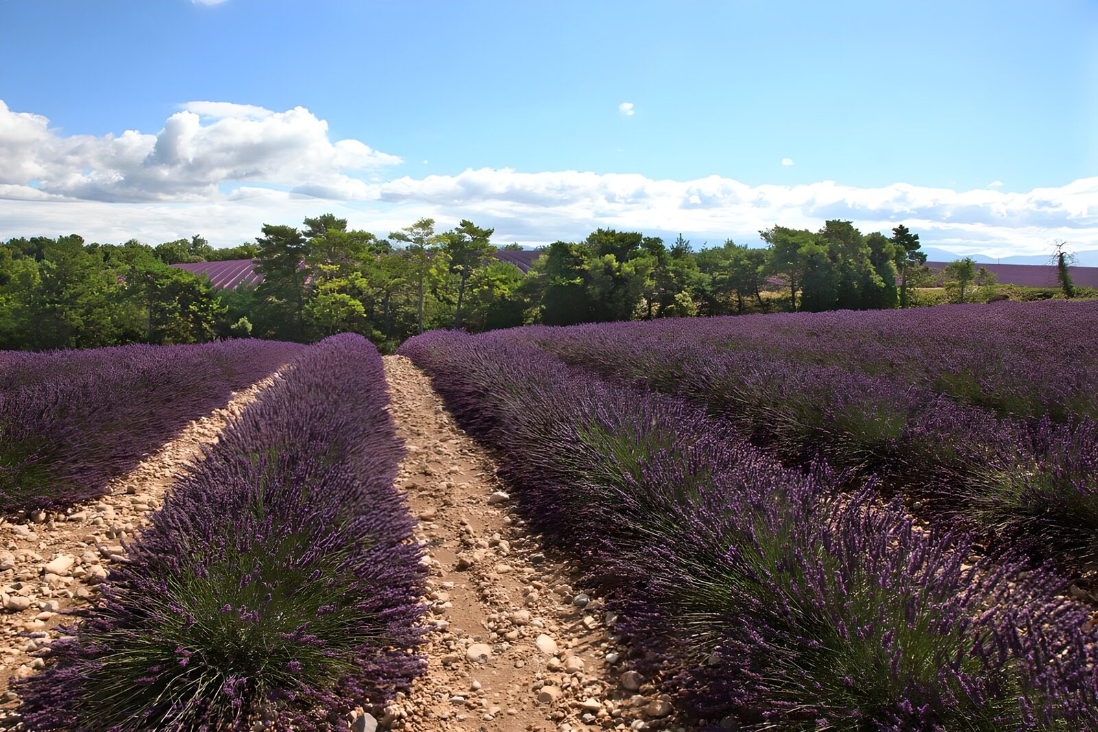 TPES47995: Lavanda que tiñe de violeta el verano