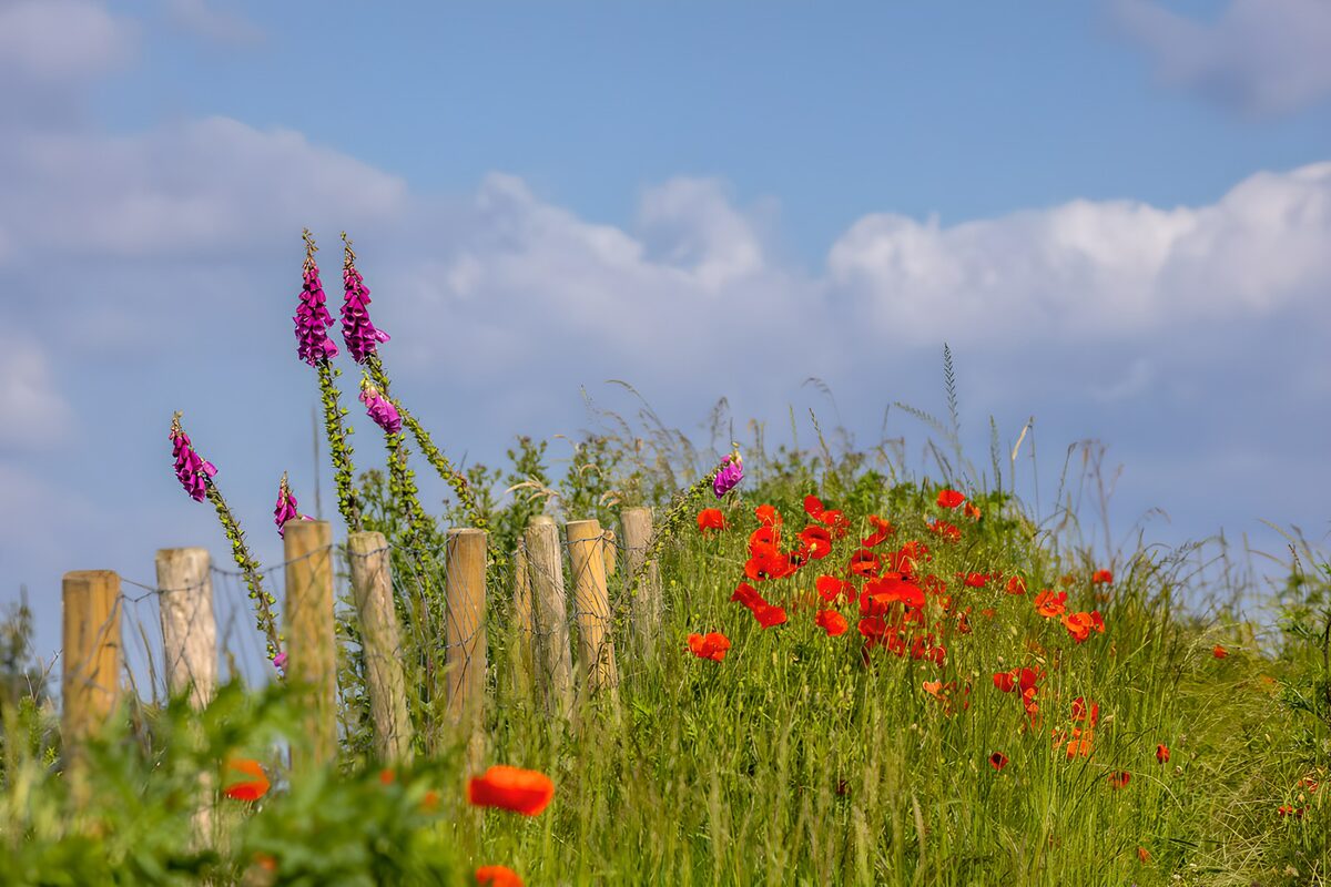 Amapolas rojas y dedaleras al sol