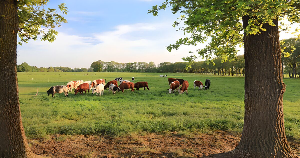 TPES77453: Vacas pastando entre dos grandes árboles
