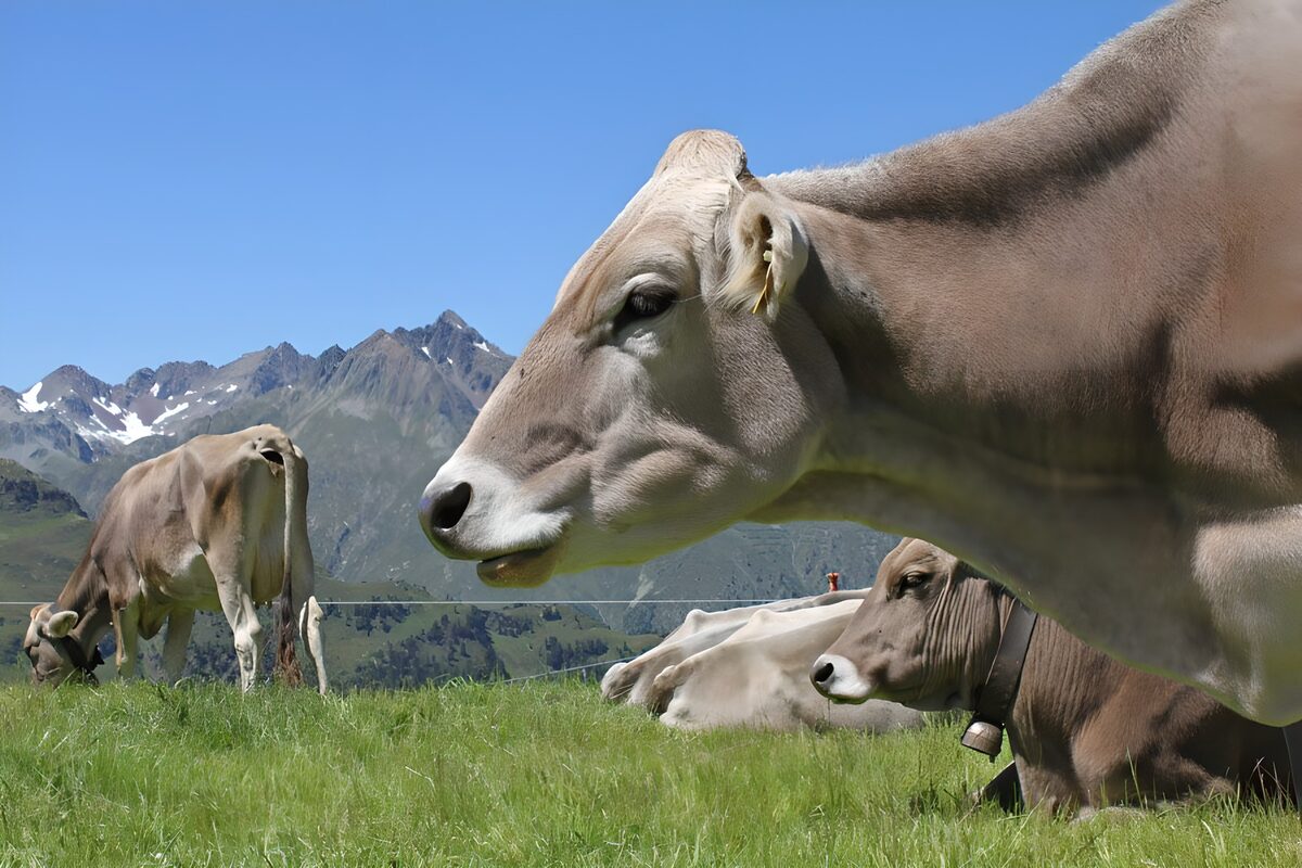 Vacas en un prado de montaña