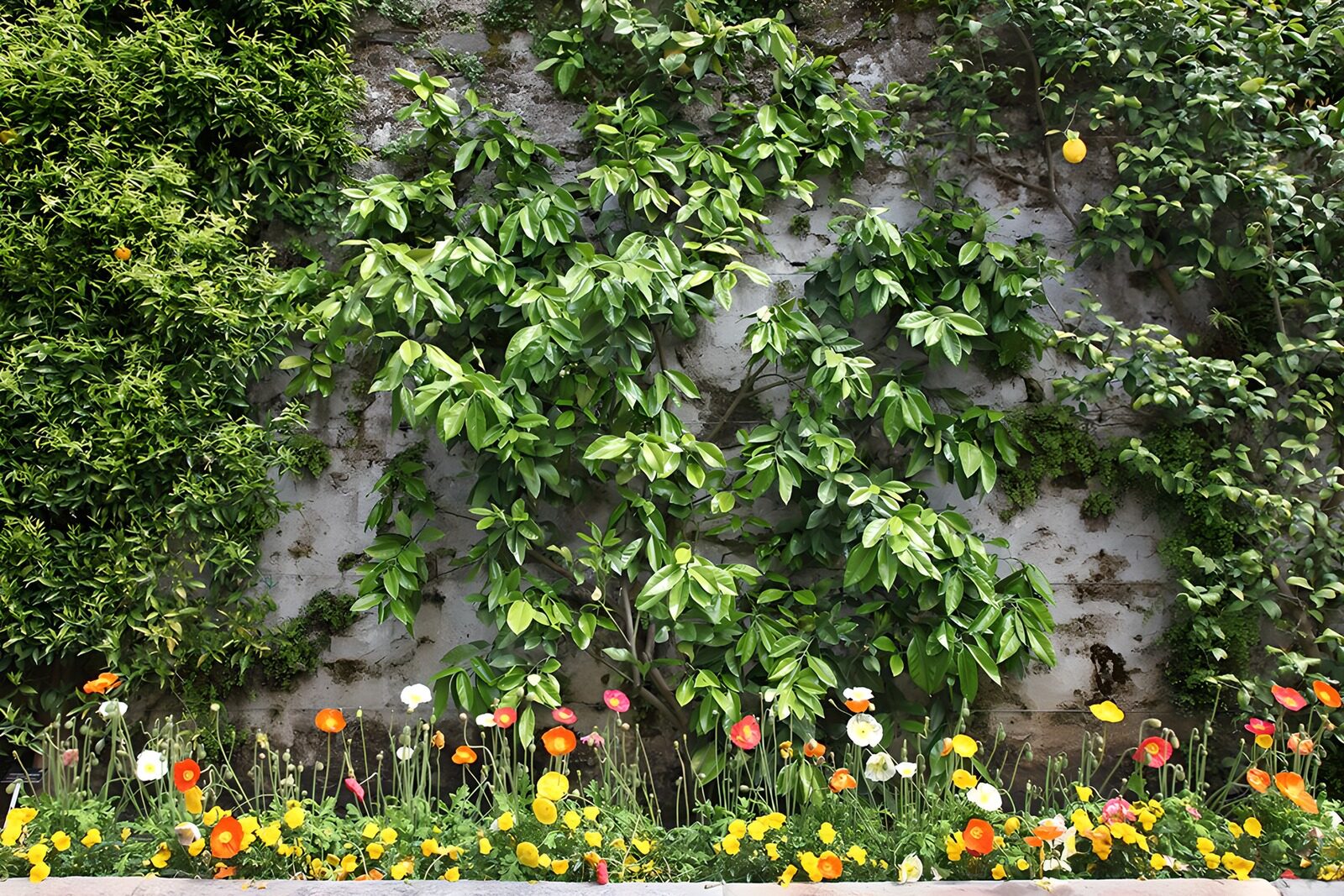 TPES24897: Flores de colores junto a un muro gris