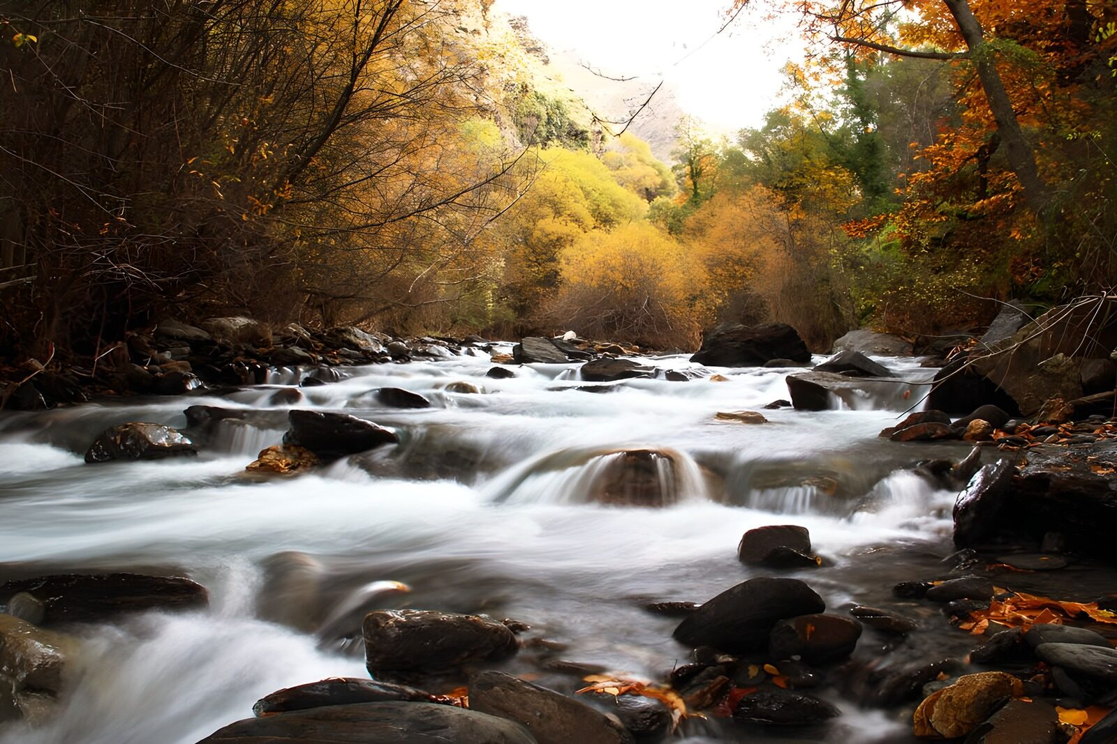 TPES61614: Agua de seda bajo las ramas de otoño