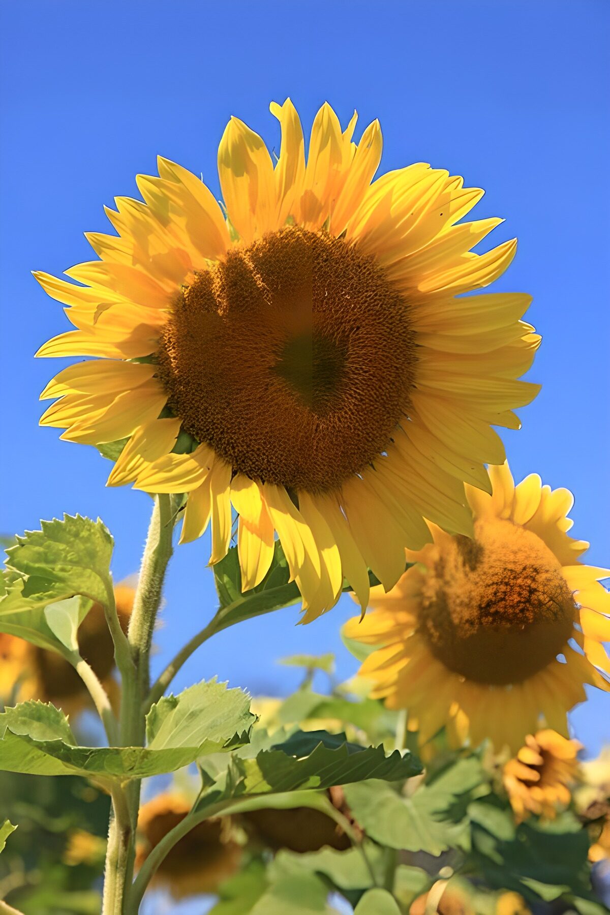 Un girasol a la altura del verano