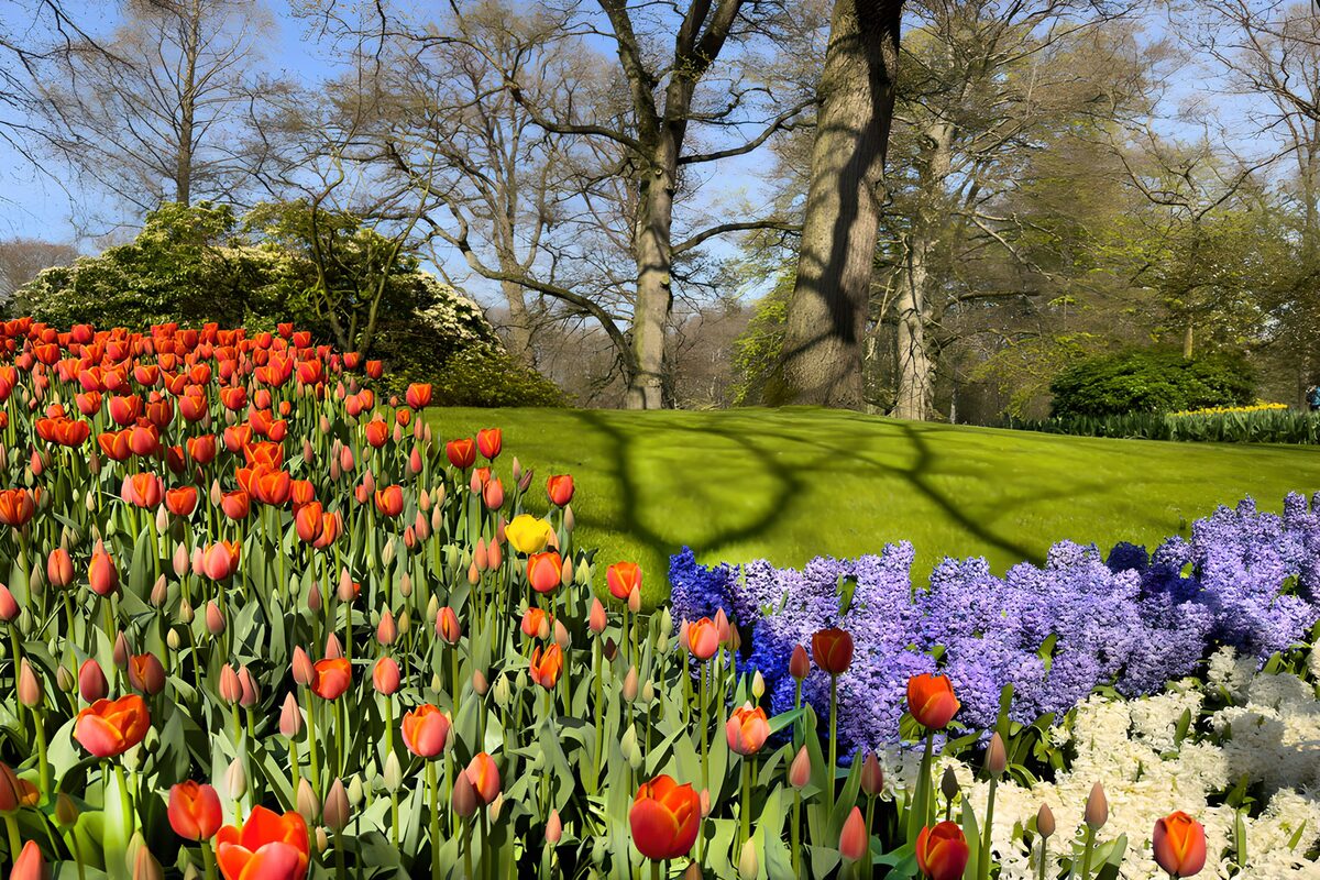 TPES19041: Tulipanes y jacintos al sol de primavera