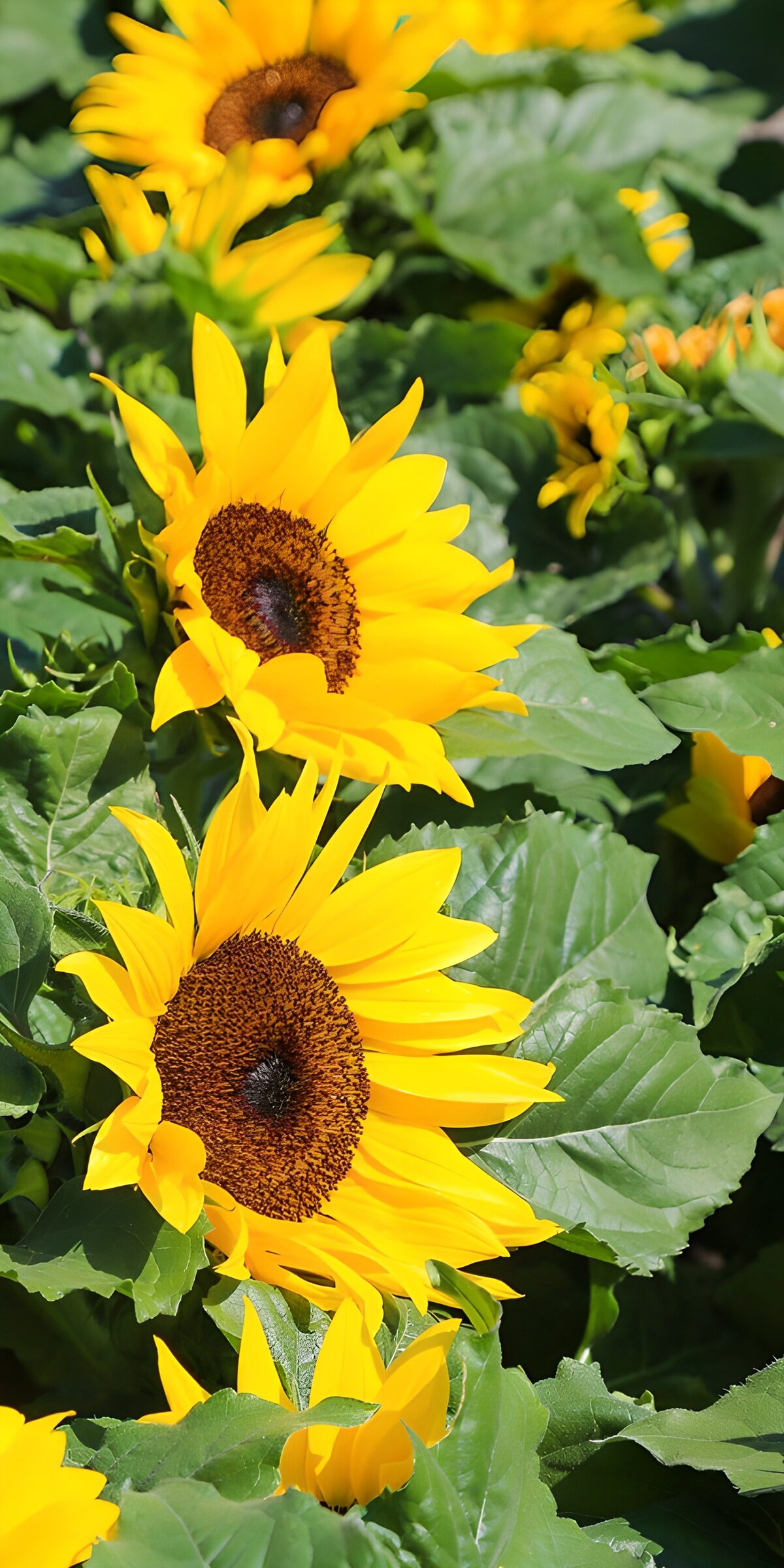 TPES15921: Girasoles amarillos a pleno sol