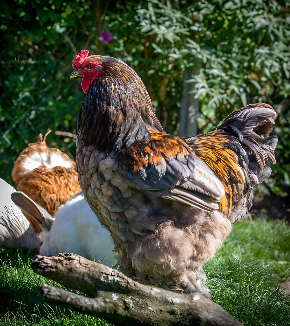 TPES98229: Gallo de cuello dorado en el jardín