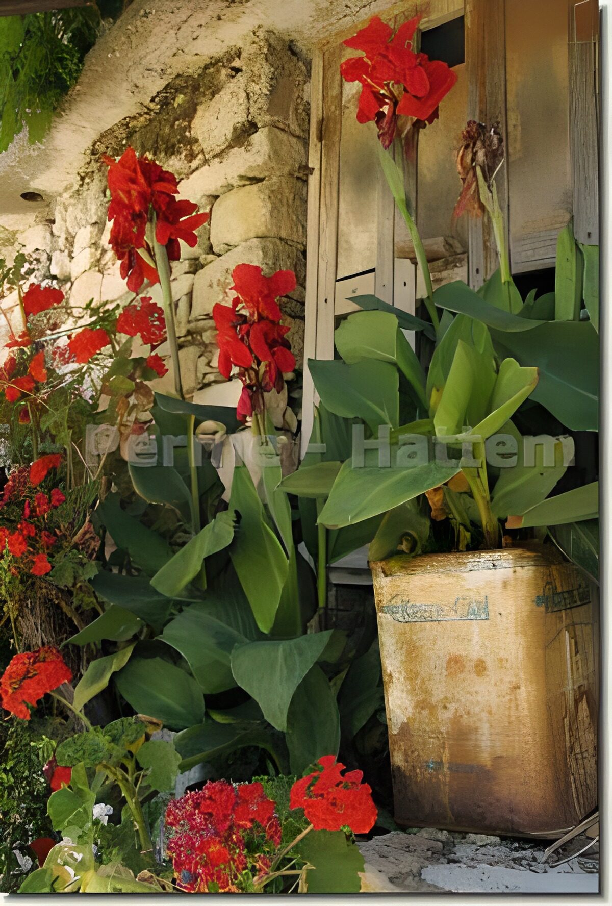 Flores rojas junto a una ventana rústica