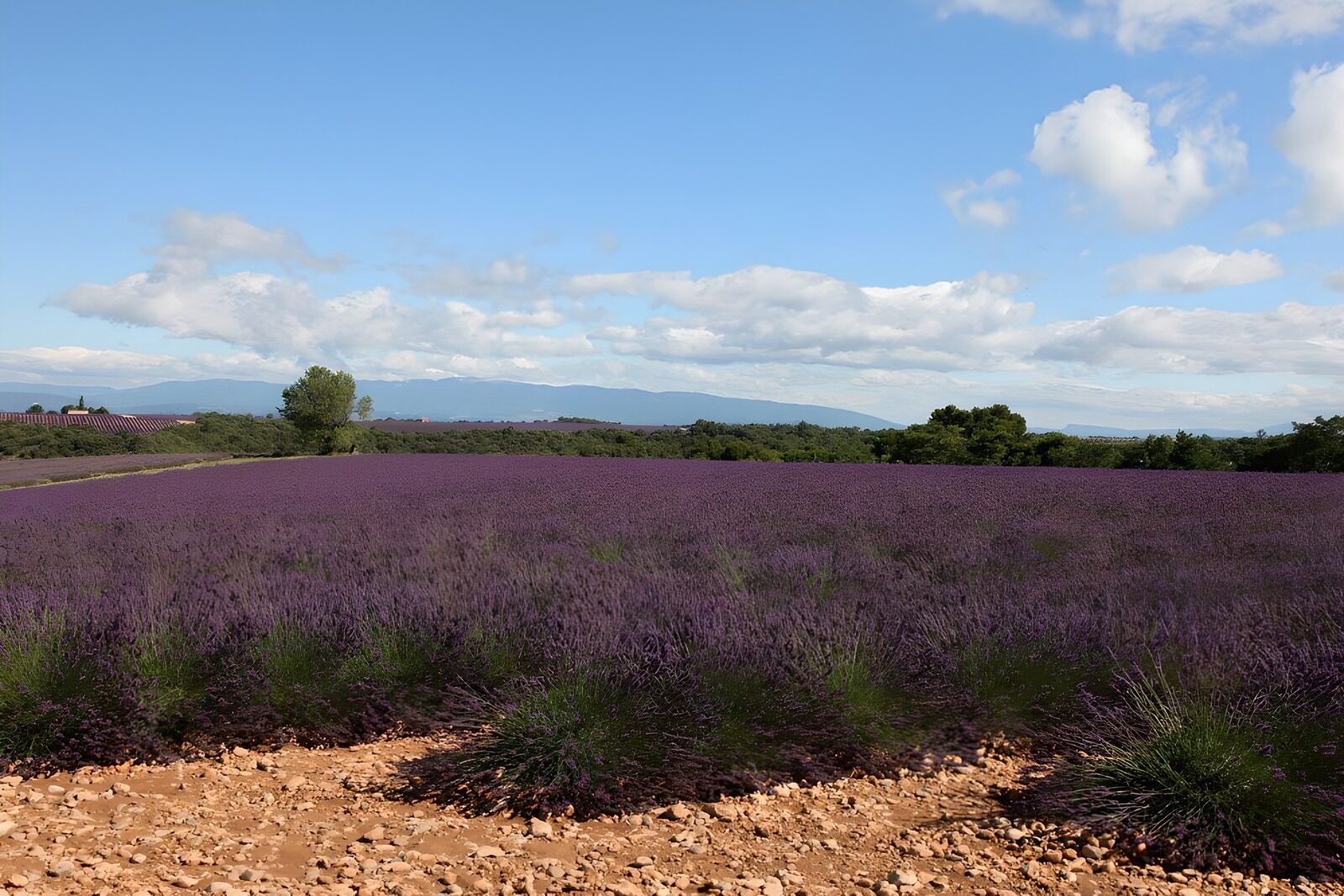 TPES51437: Lavanda hasta donde descansa la vista