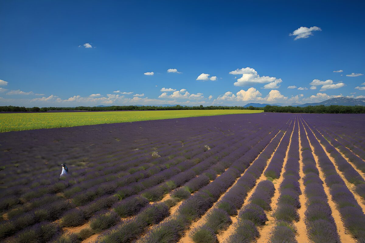 Hileras de lavanda que buscan el horizonte