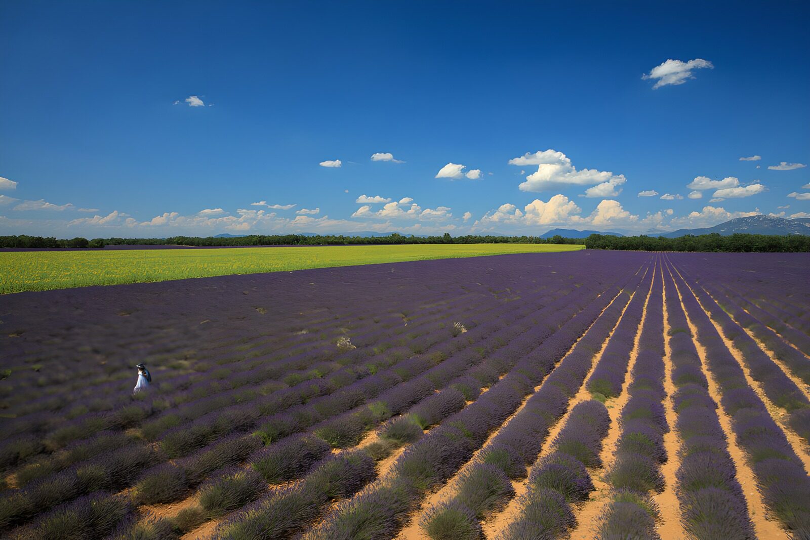 TPES73220: Hileras de lavanda que buscan el horizonte