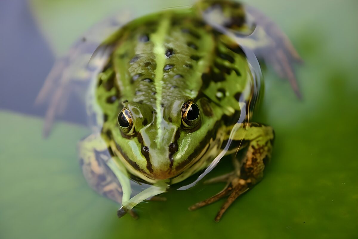 Rana verde de frente, a ras del agua