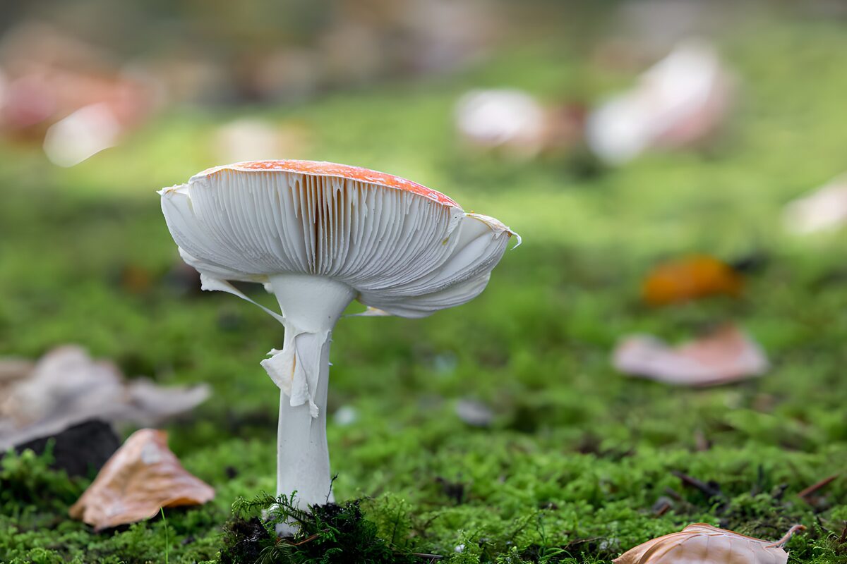 Amanita entre musgo y hojas de otoño