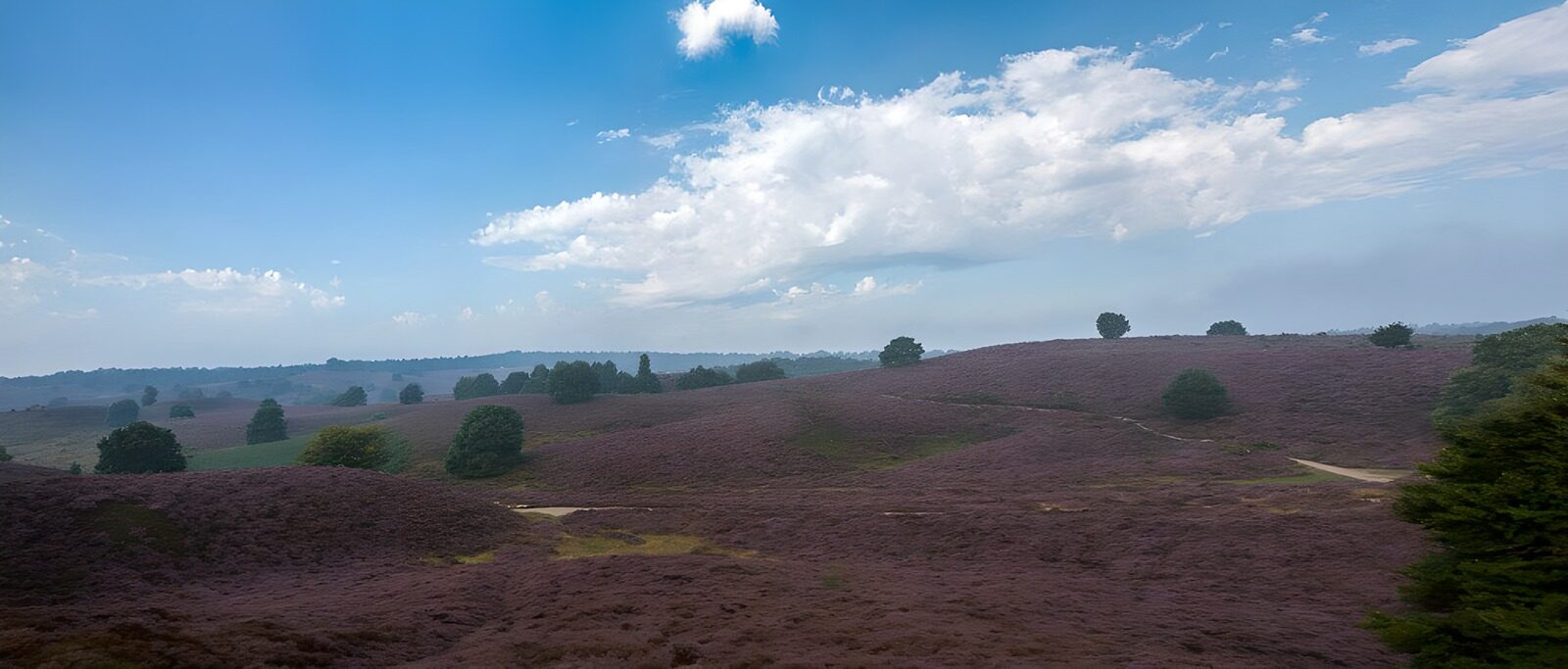 TPES74951: Colinas de brezo bajo un cielo azul