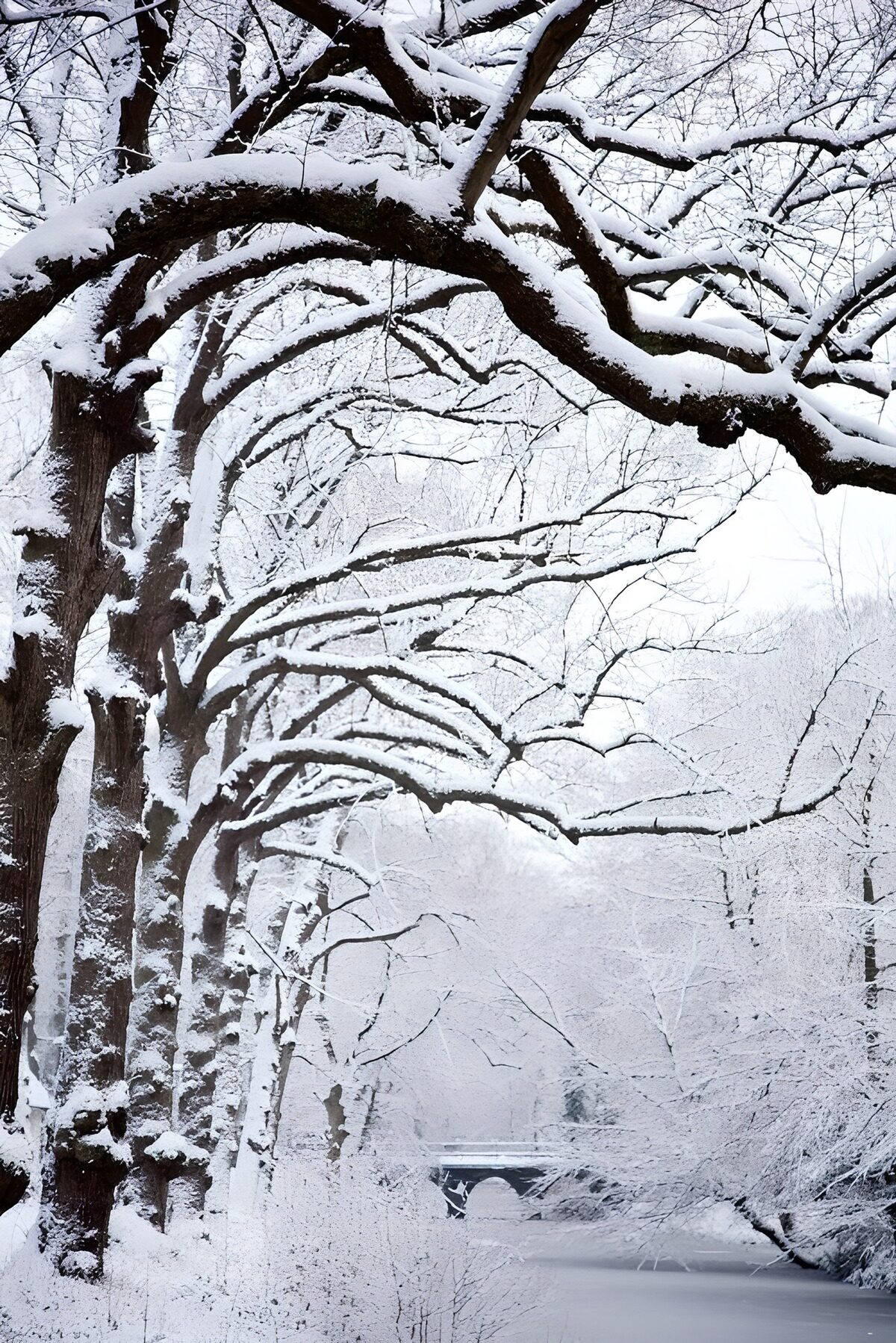 TPES83150: Puente entre árboles, todo bajo la nieve