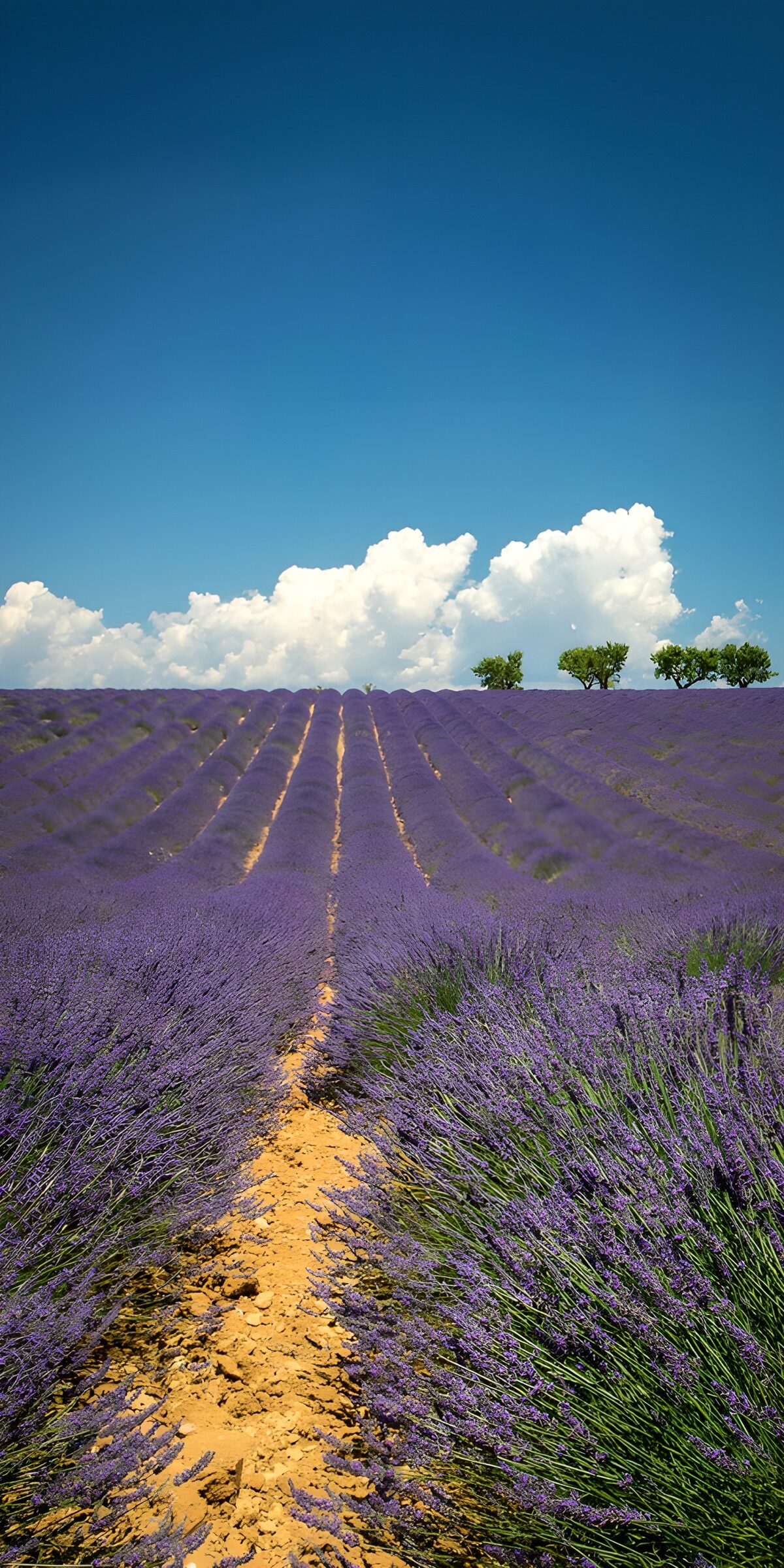 TPES58184: Hileras de lavanda rumbo al verano