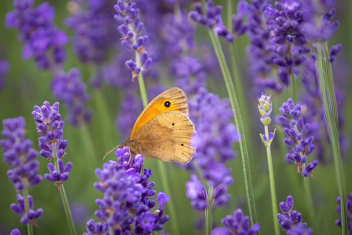 Mariposa amarilla en la lavanda al sol