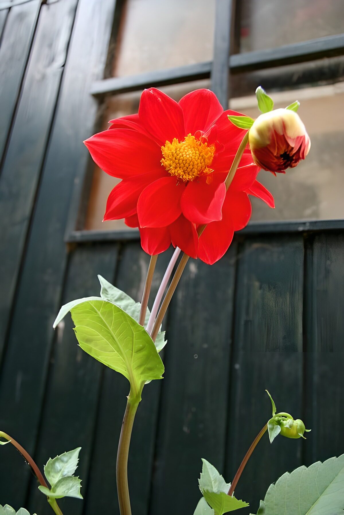 Dalia roja a la luz del día