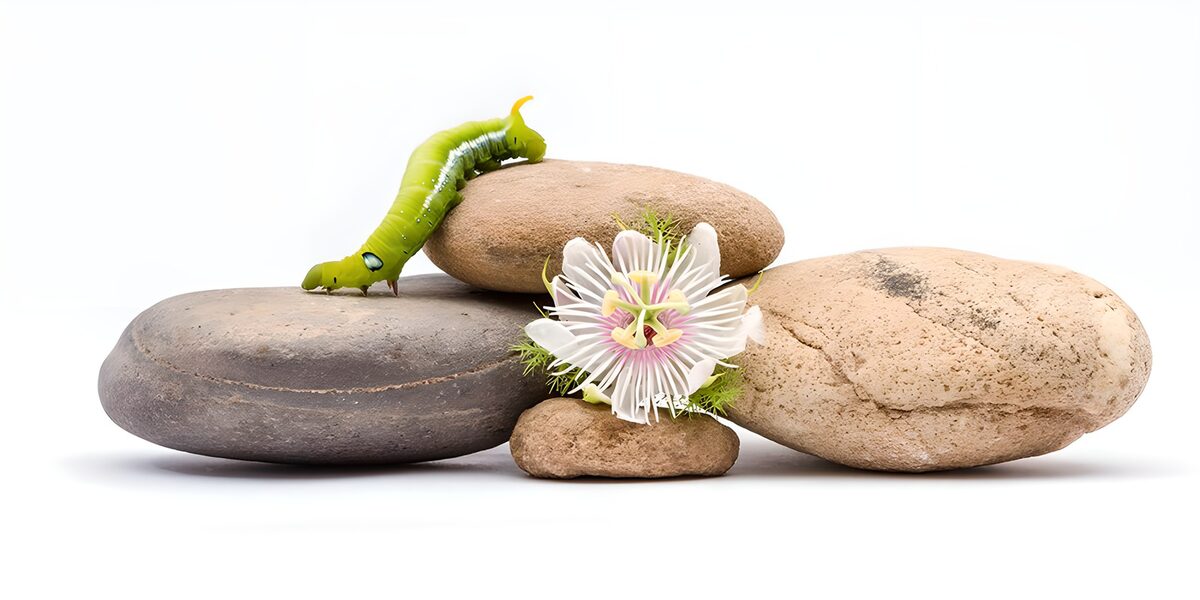 Piedras, pasiflora y oruga en calma