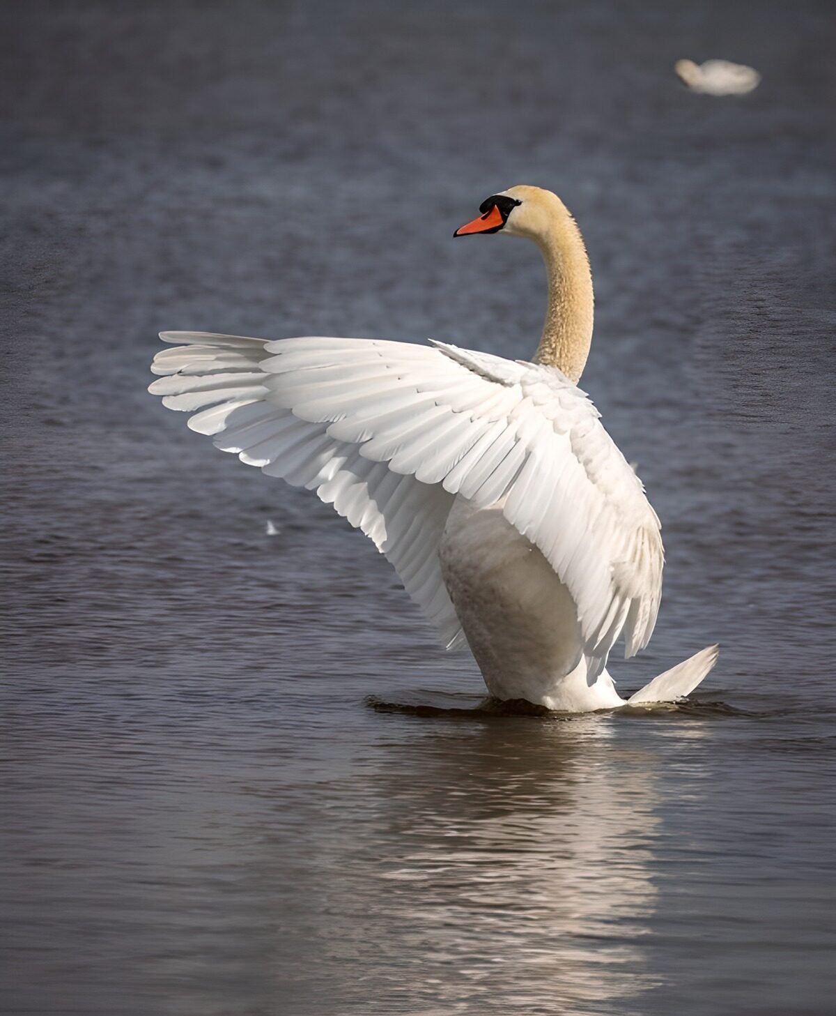 Cisne blanco, alas abiertas en agua oscura