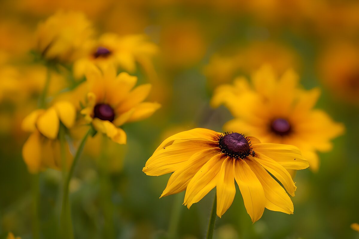 Rudbeckia amarilla en primer plano