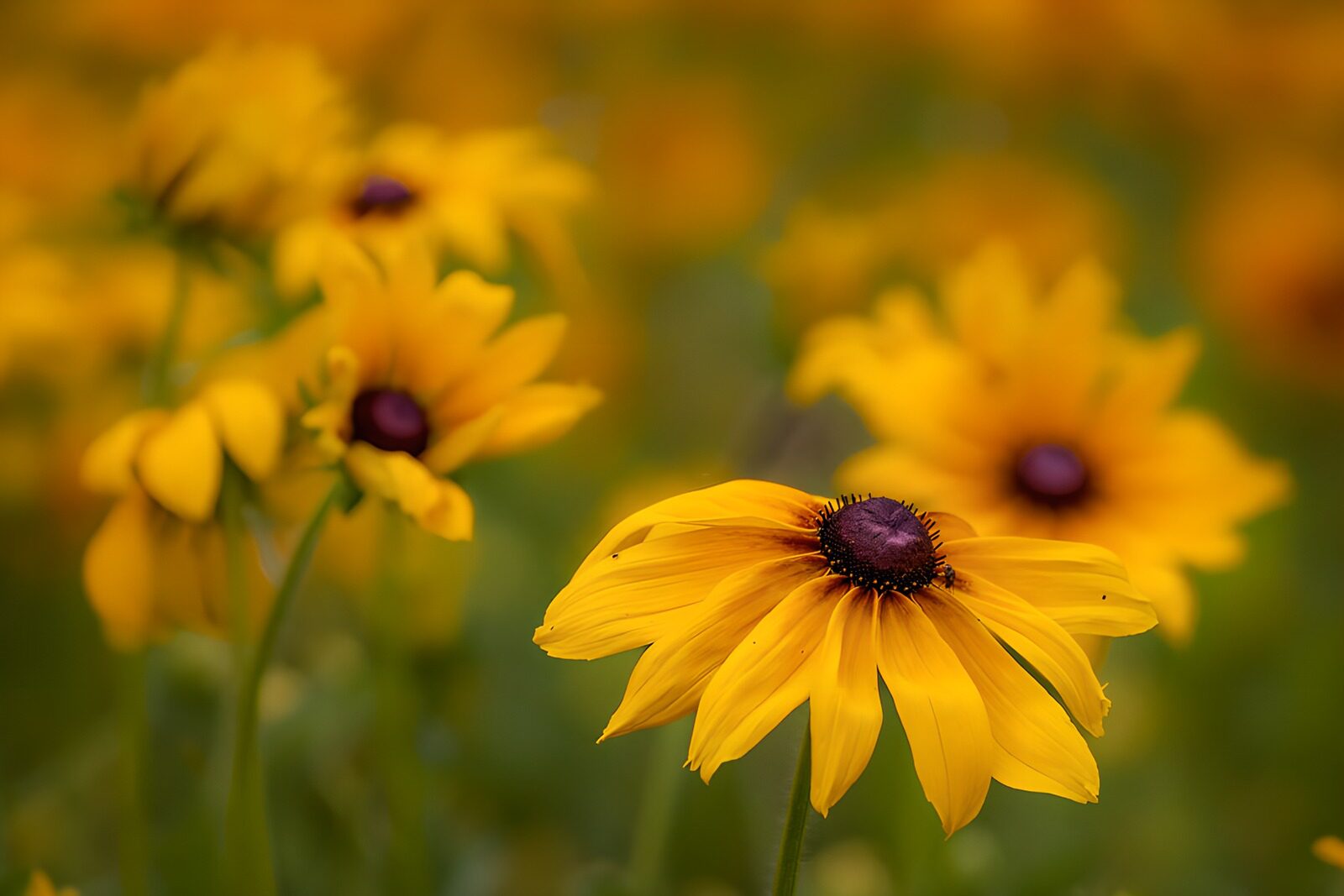 TPES73700: Rudbeckia amarilla en primer plano