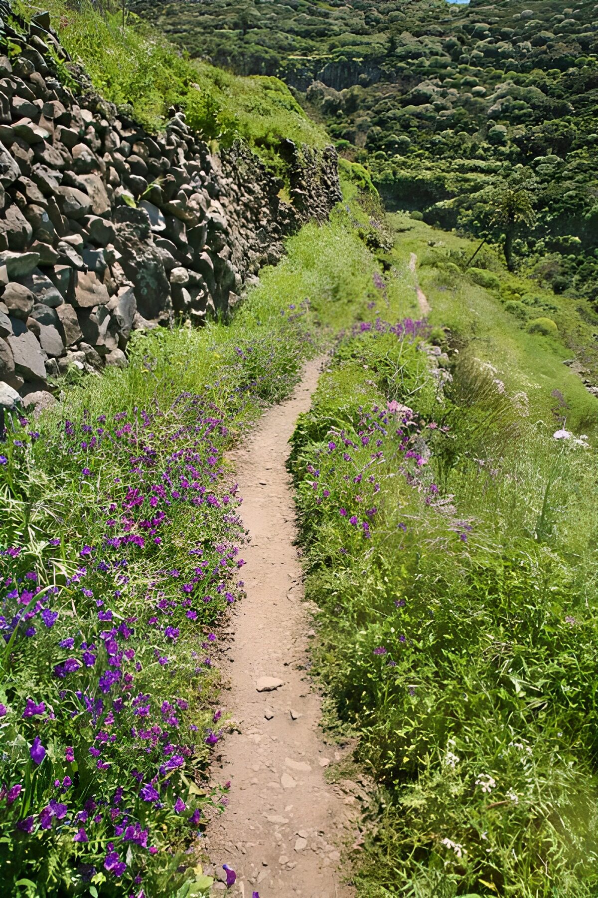 Sendero entre flores y muros de piedra