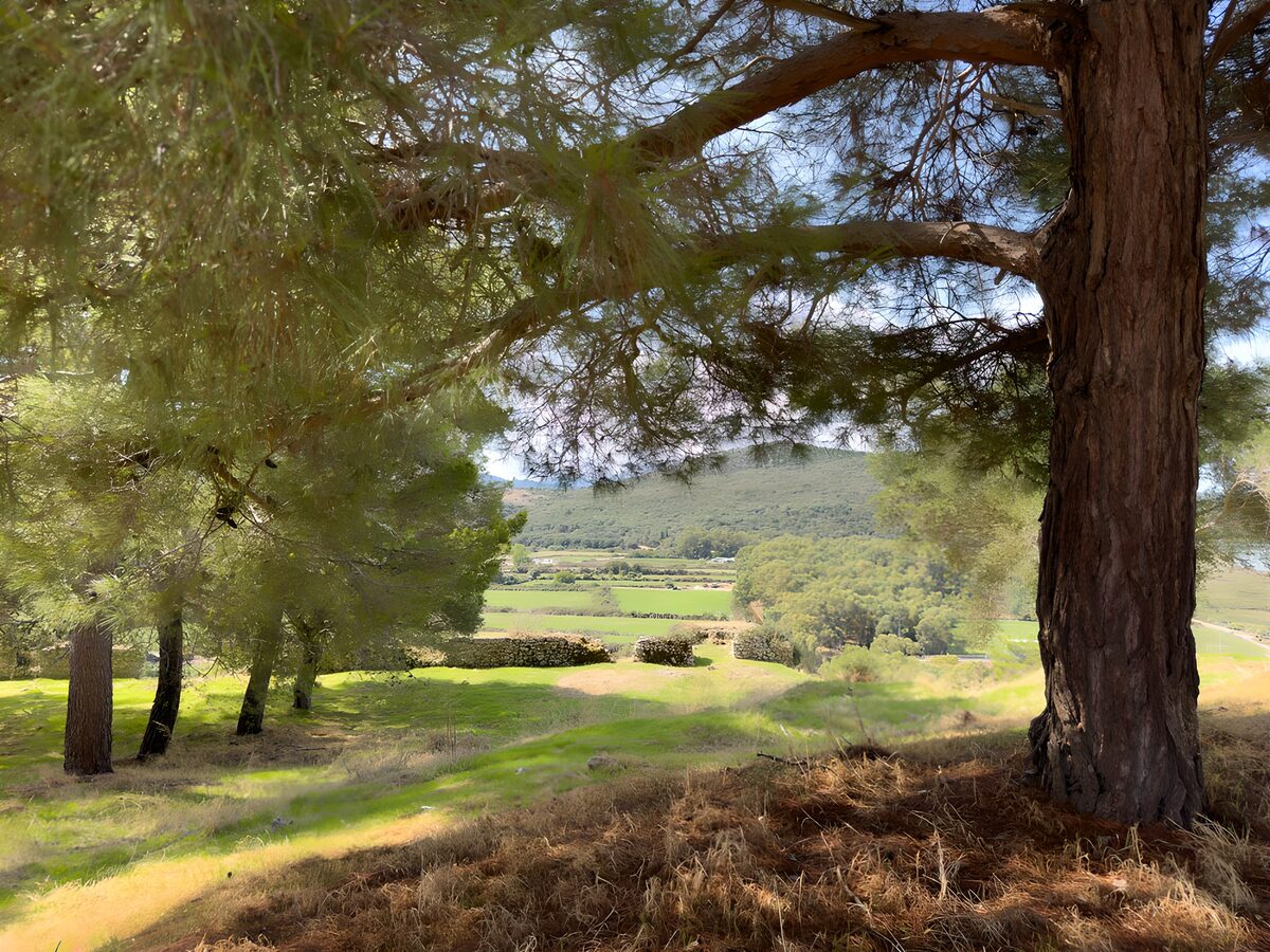 Pinos y praderas entre sol y sombra