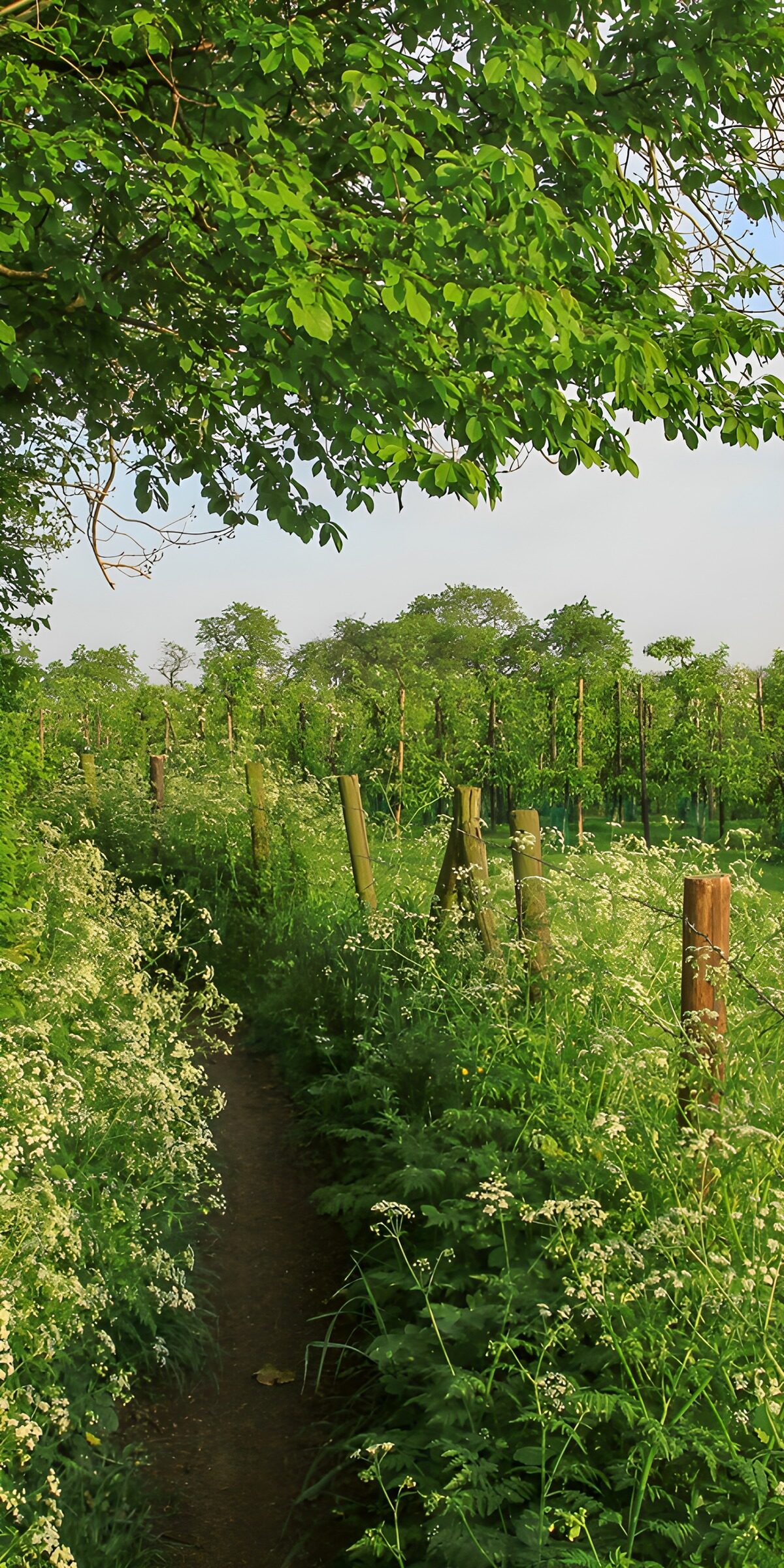 TPES43479: Sendero entre flores blancas y una cerca