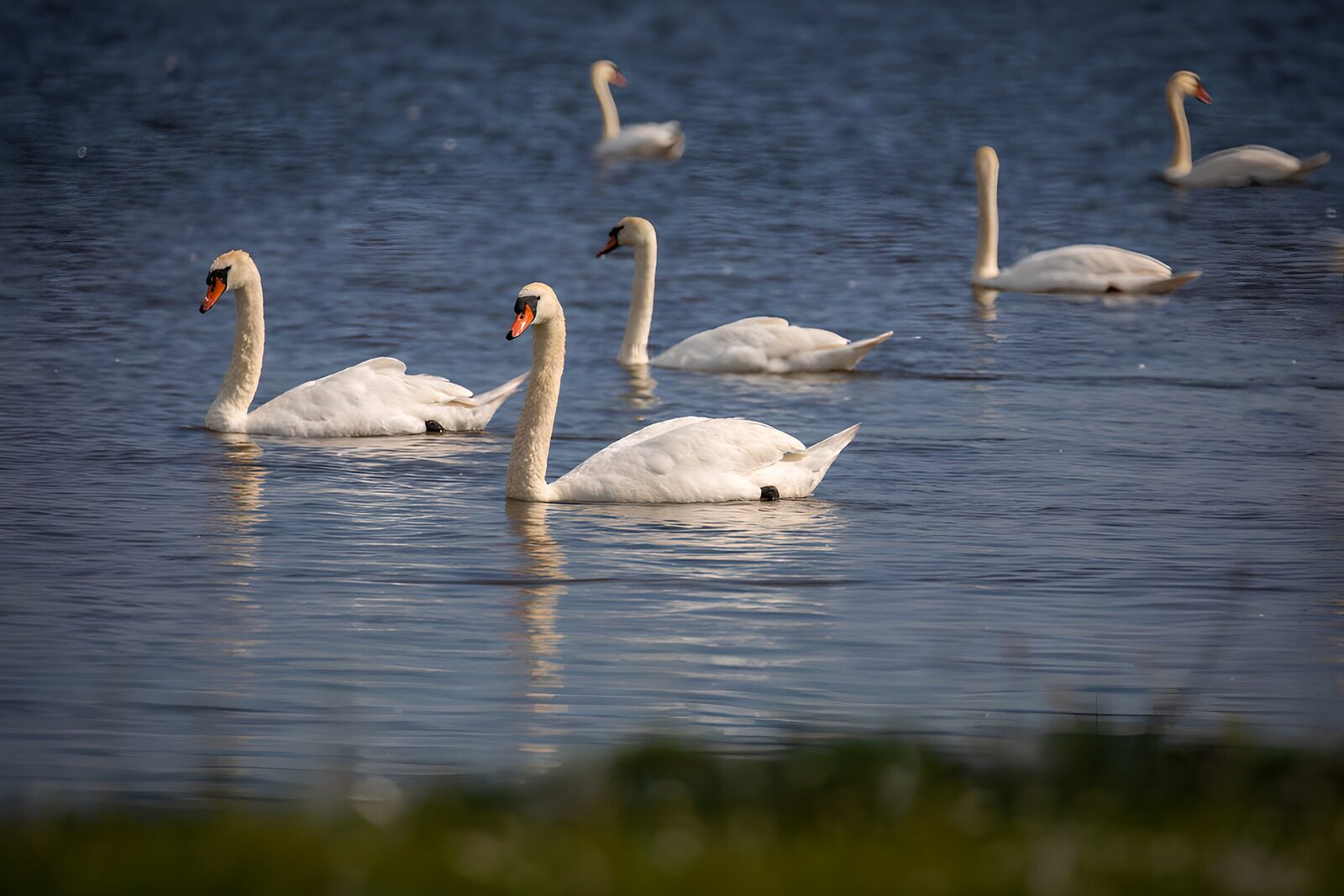 TPES55570: Seis cisnes sobre aguas tranquilas