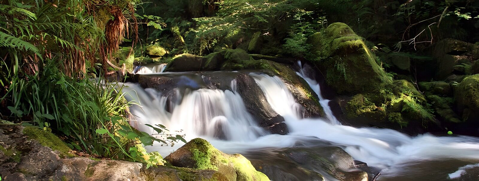 TPES36850: Cascadas entre rocas y musgo a la sombra