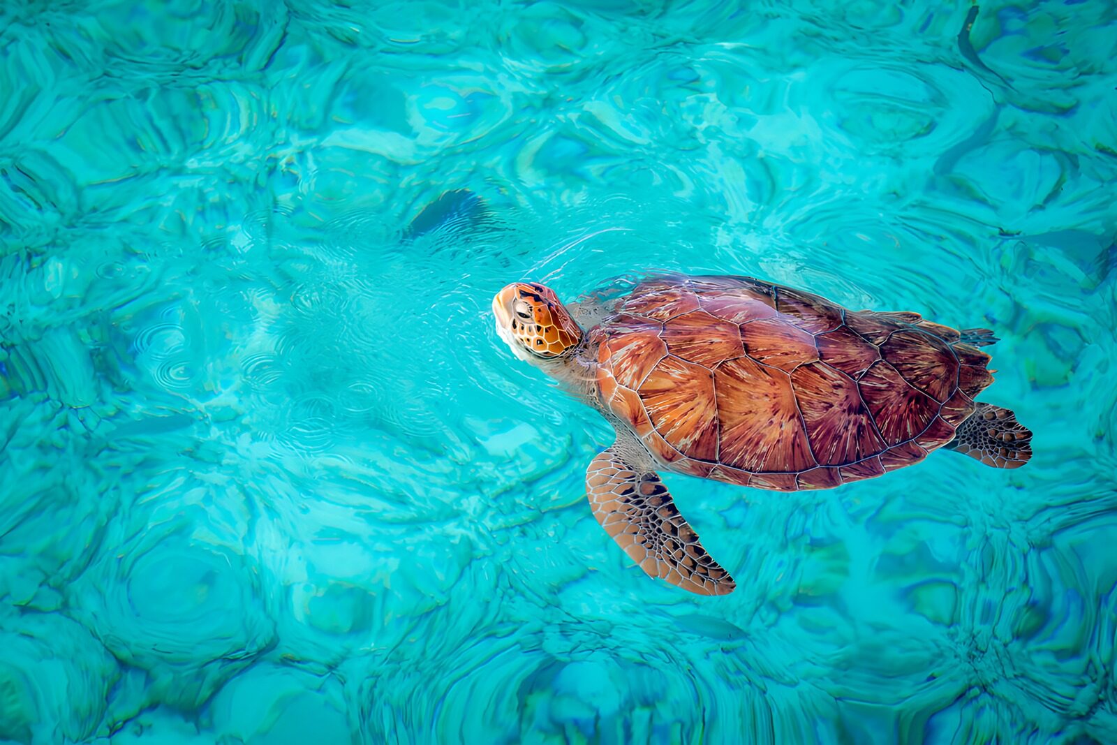 TPES43623: Tortuga marina en aguas cristalinas
