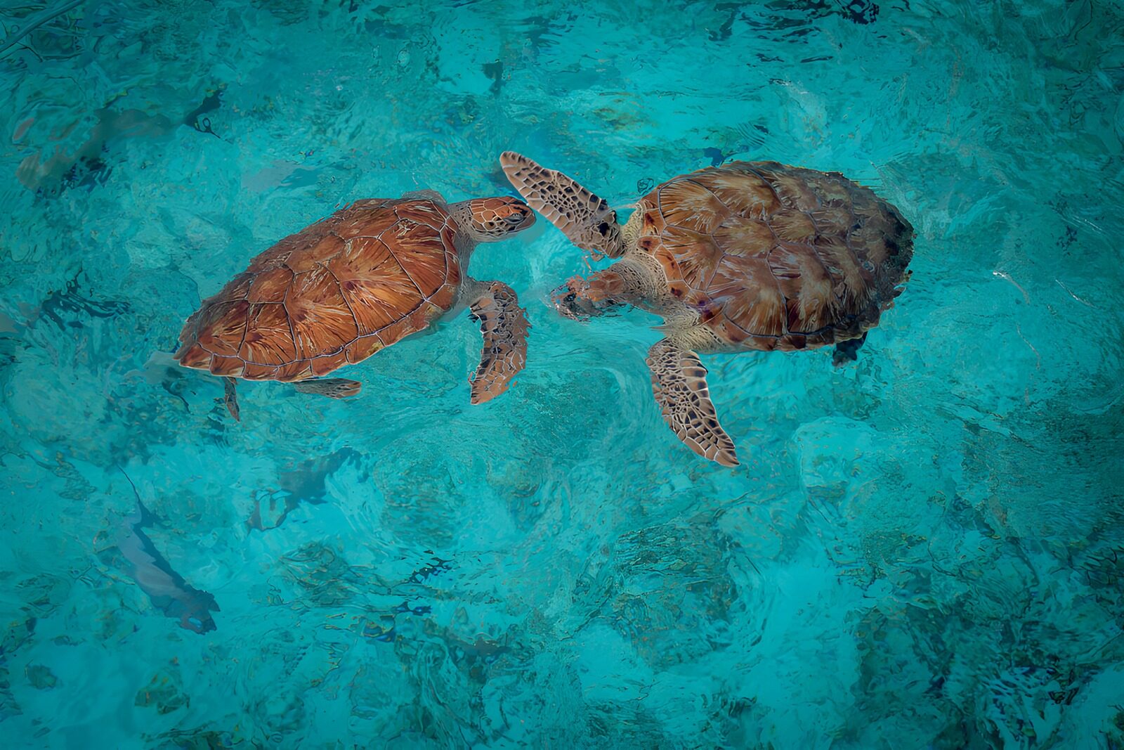 TPES43389: Dos tortugas marinas nadando en calma