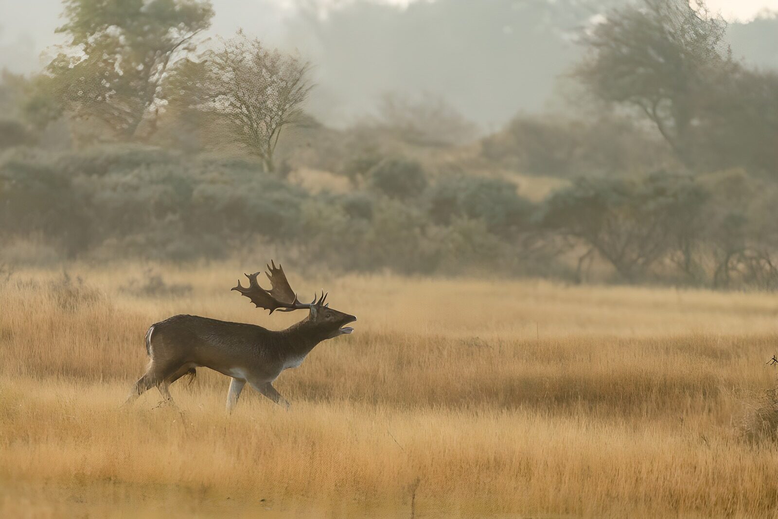 TPES55597: Gamo entre hierbas doradas