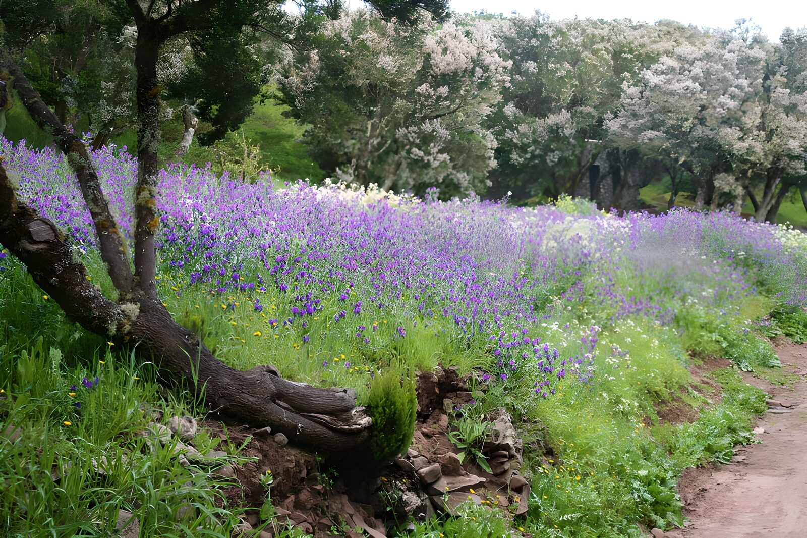 TPES58074: Flores moradas al paso de la primavera