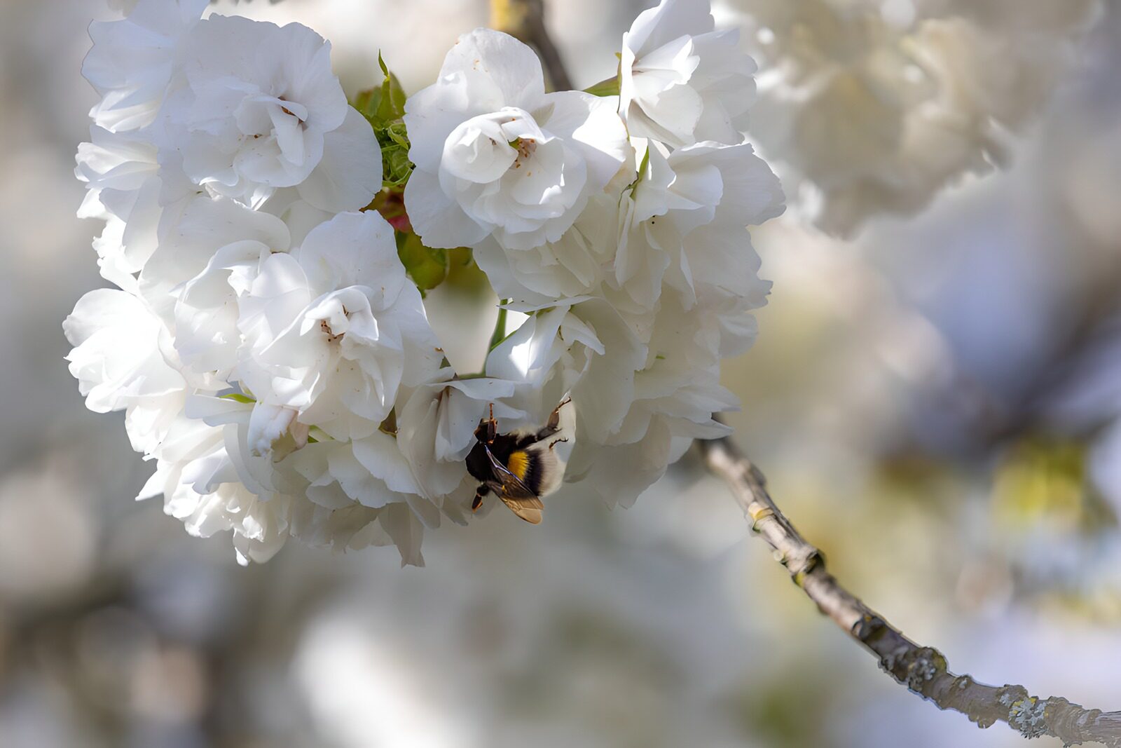 TPES88840: Abejorro entre flores blancas de primavera