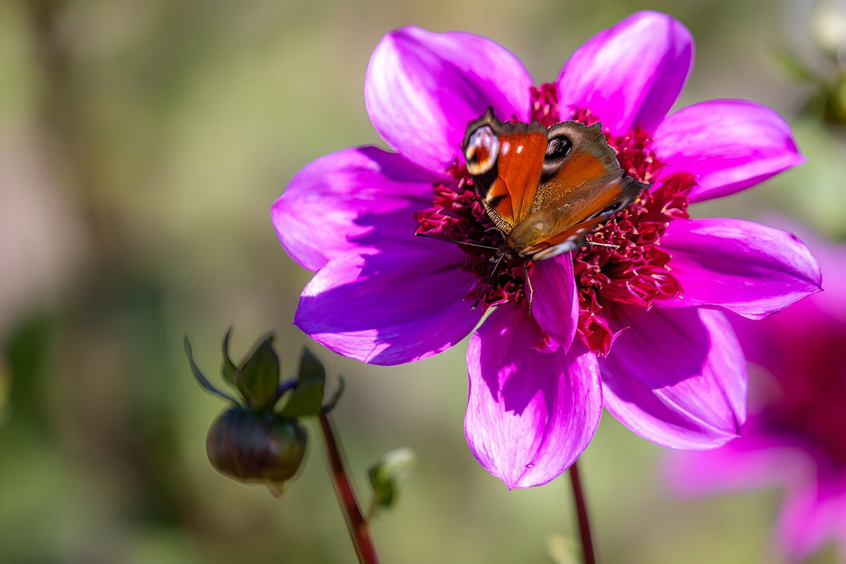 Mariposa al sol en un lecho de pétalos
