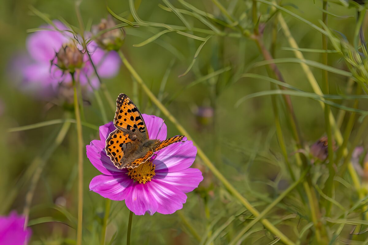 Mariposa naranja sobre cosmos rosa al sol