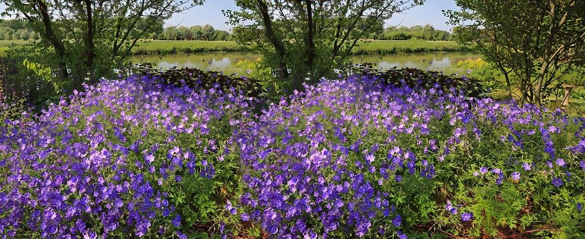 TPES51069: Flores violetas junto al agua