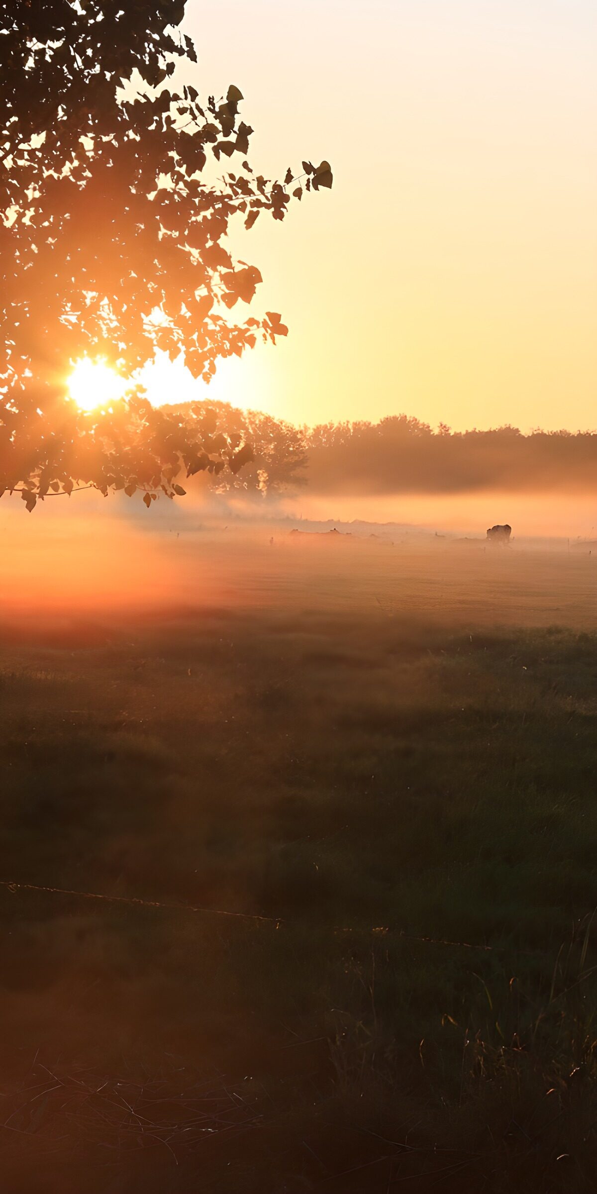 TPES36142: Pradera con bruma al amanecer