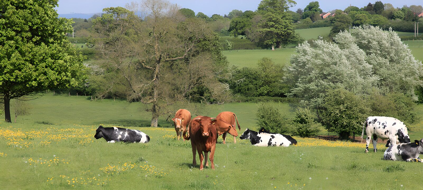 TPES61893: Vacas en un prado de primavera
