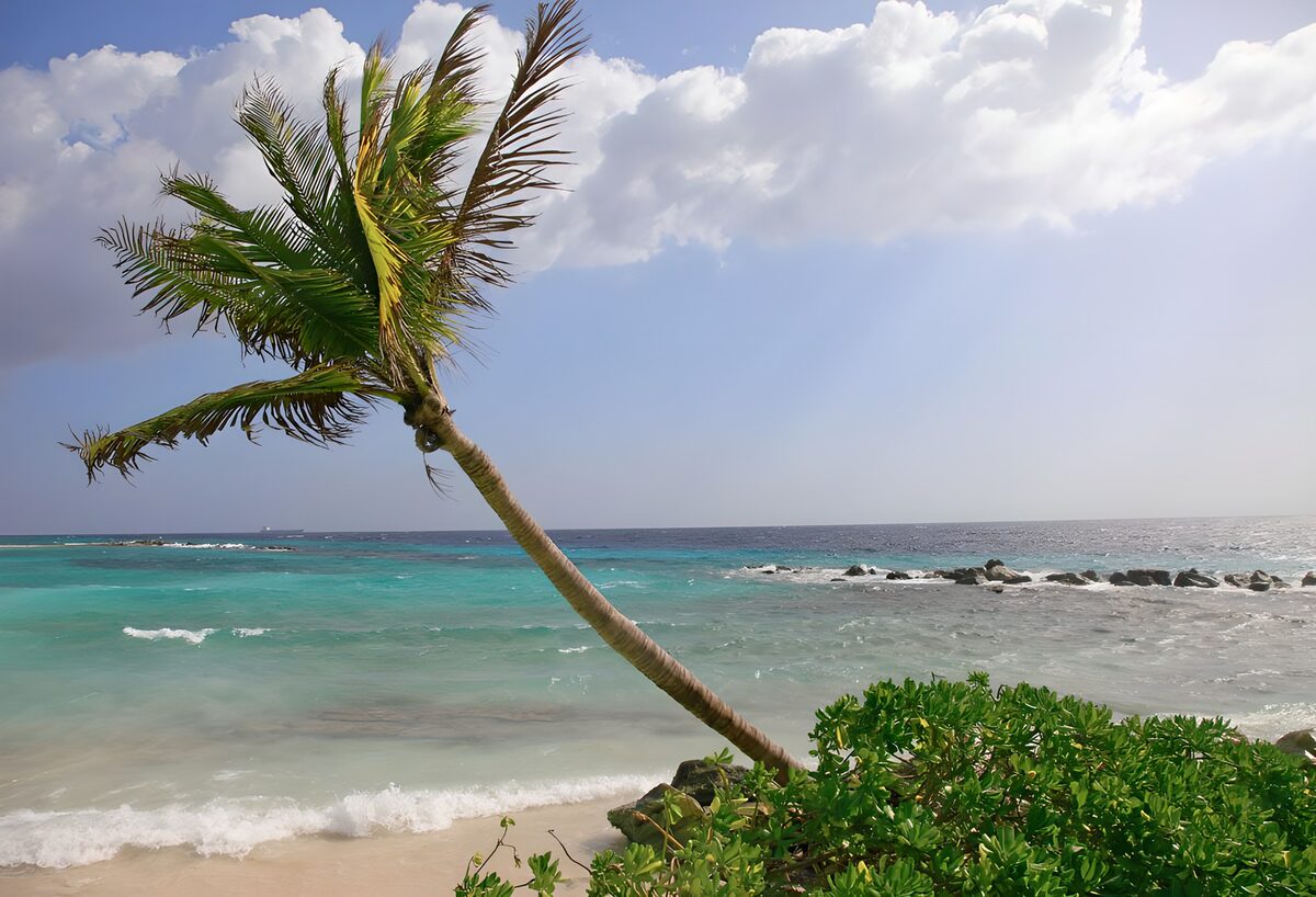 Palmera inclinada sobre el mar turquesa