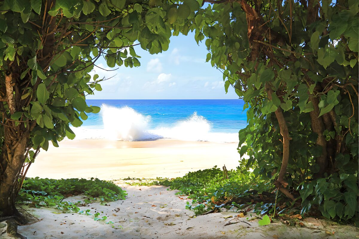 Playa tropical enmarcada por árboles