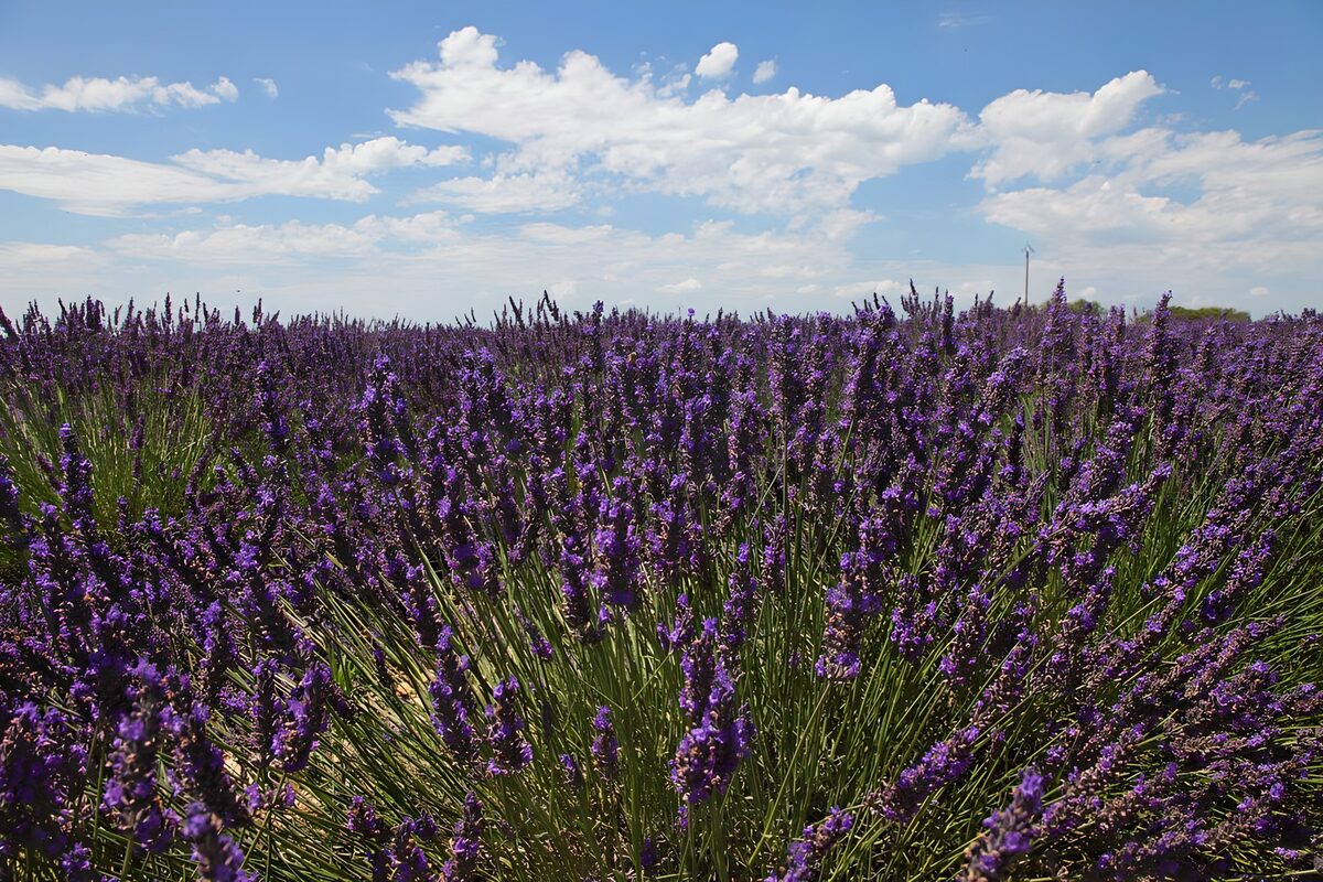 La lavanda se apunta al morado