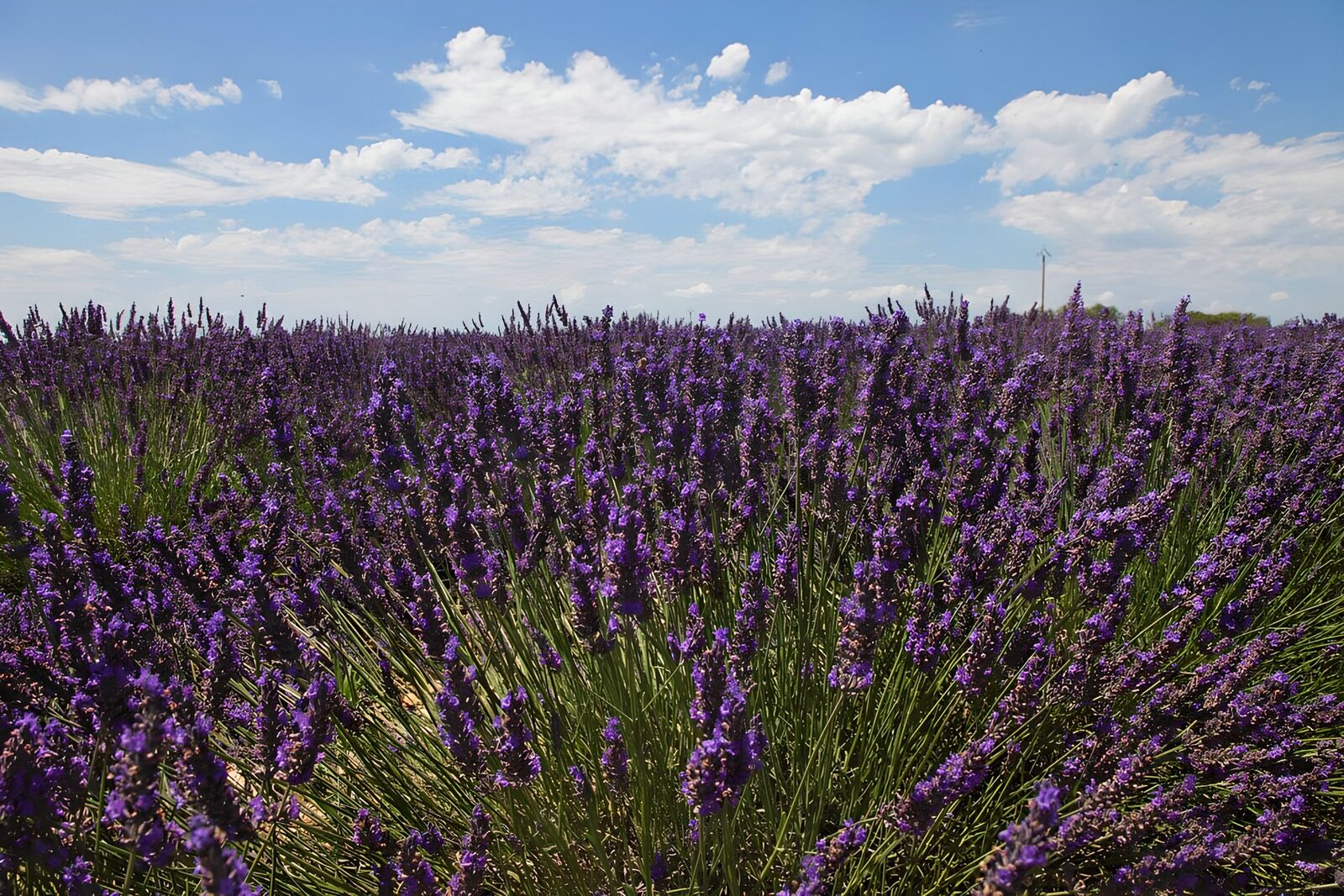 TPES66833: La lavanda se apunta al morado