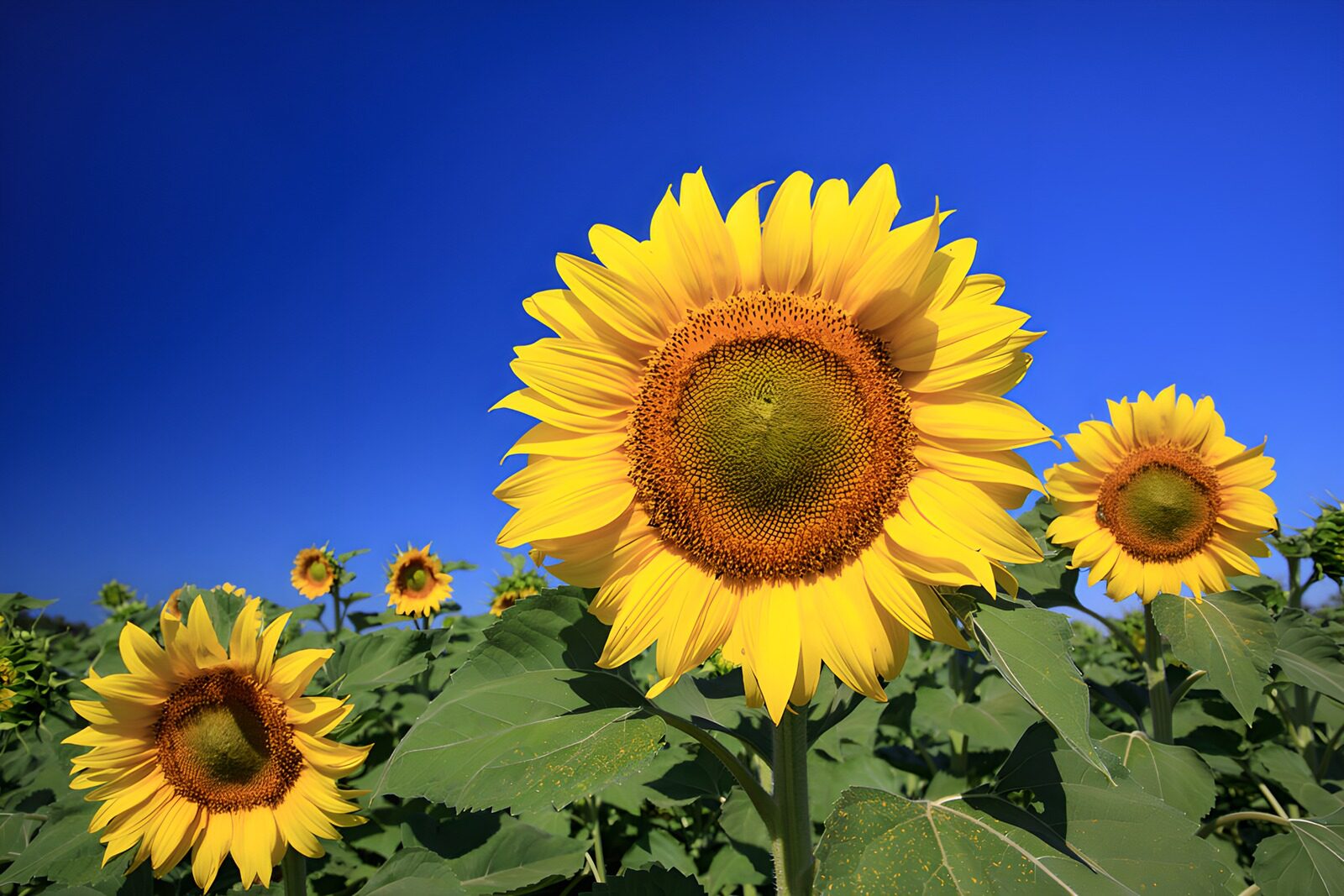 TPES24280: Girasoles, soles que nacen de la tierra