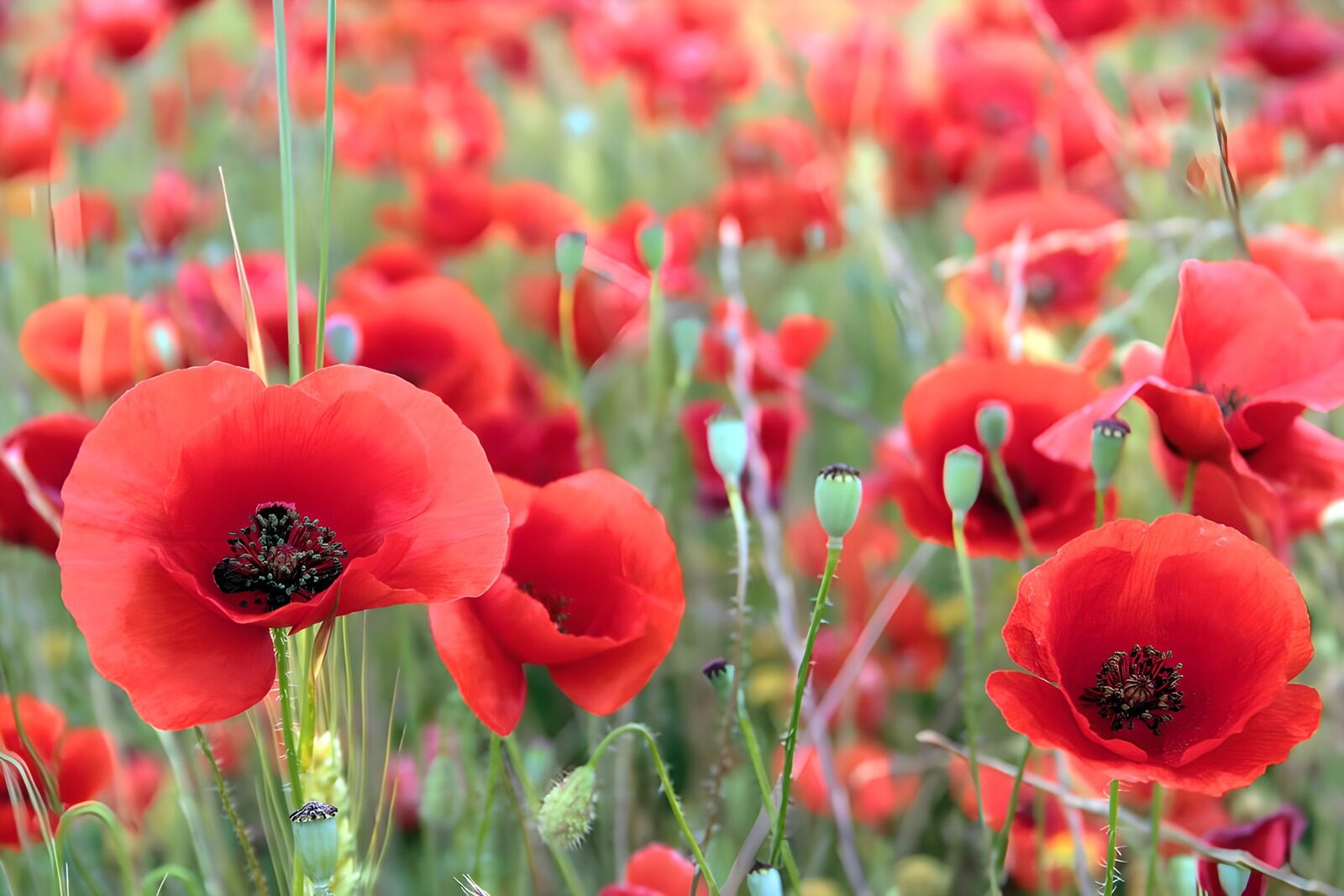 TPES51795: Amapolas rojas entre tallos al sol