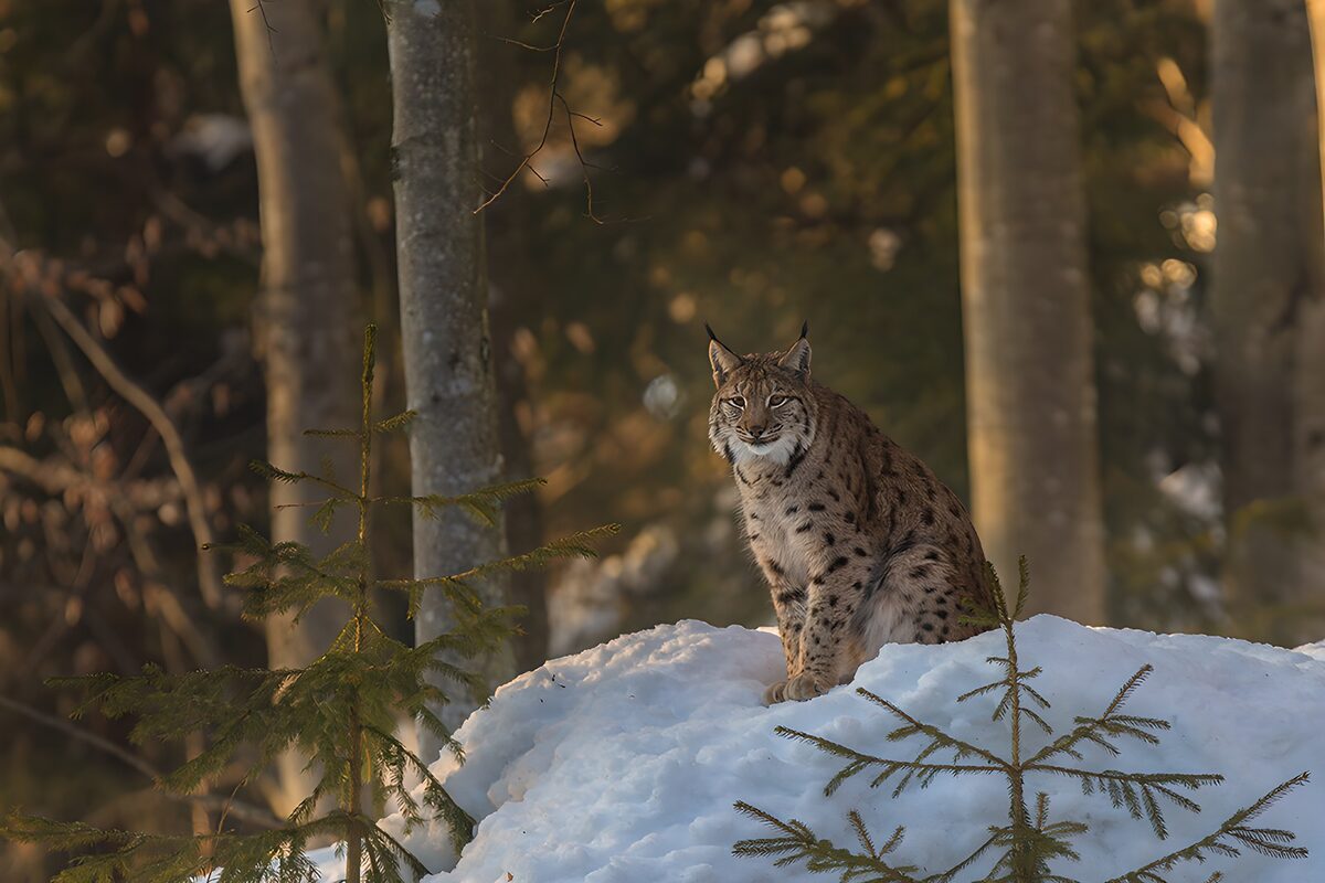 Lince euroasiático en la nieve al sol